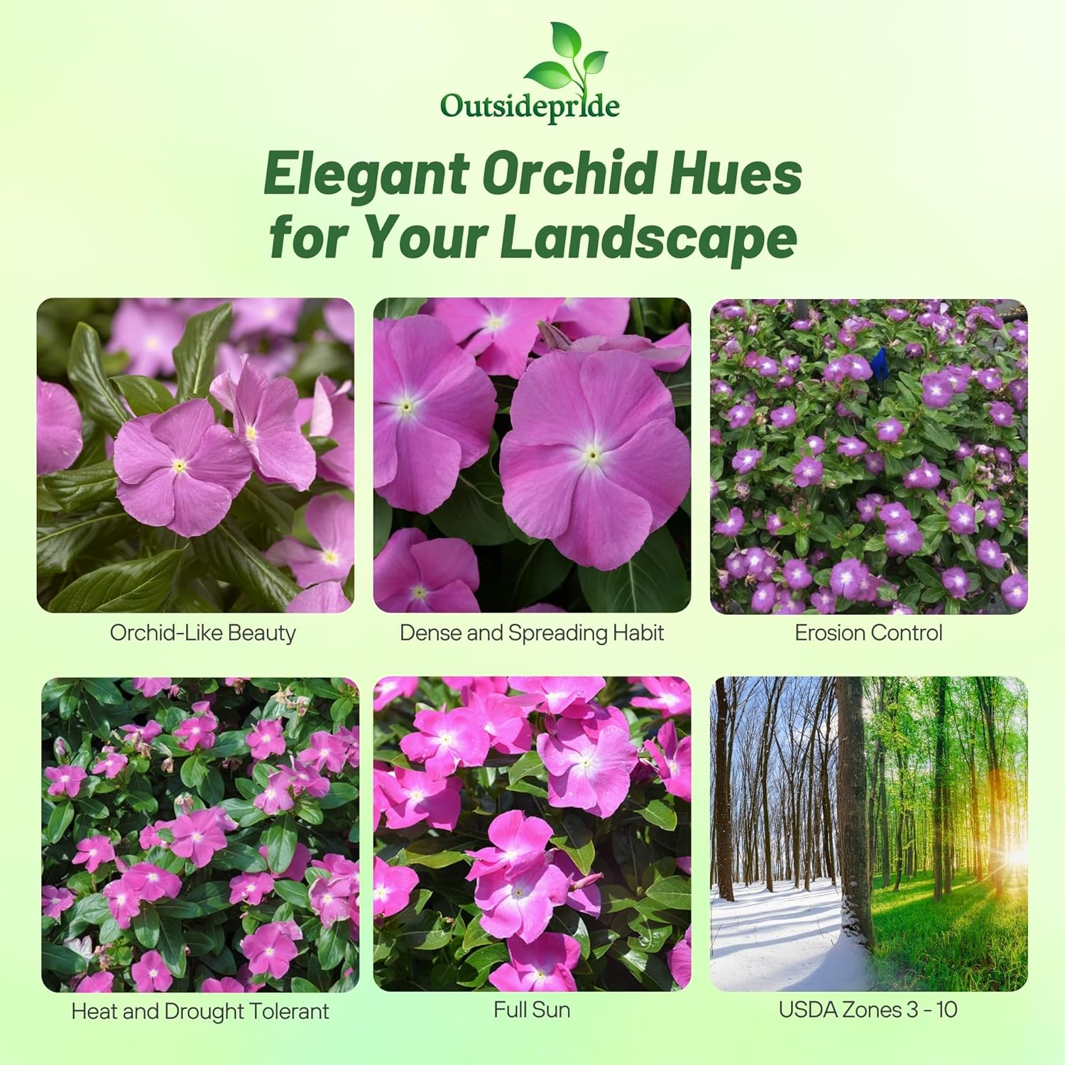 Periwinkle Orchid Groundcover
