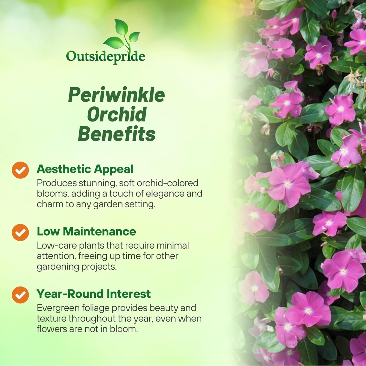 Periwinkle Orchid Eye Ground Cover