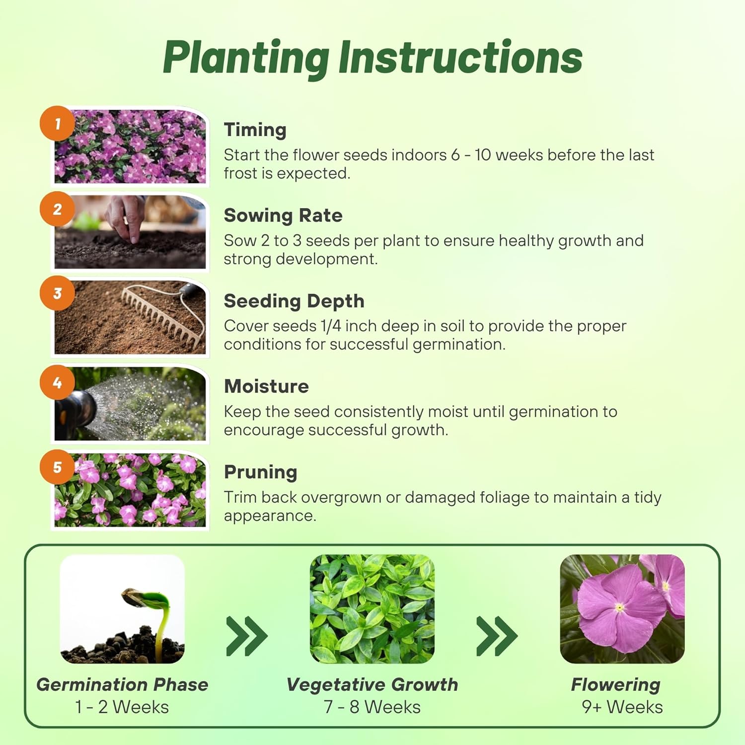 Vinca Orchid Eye Planting Directions