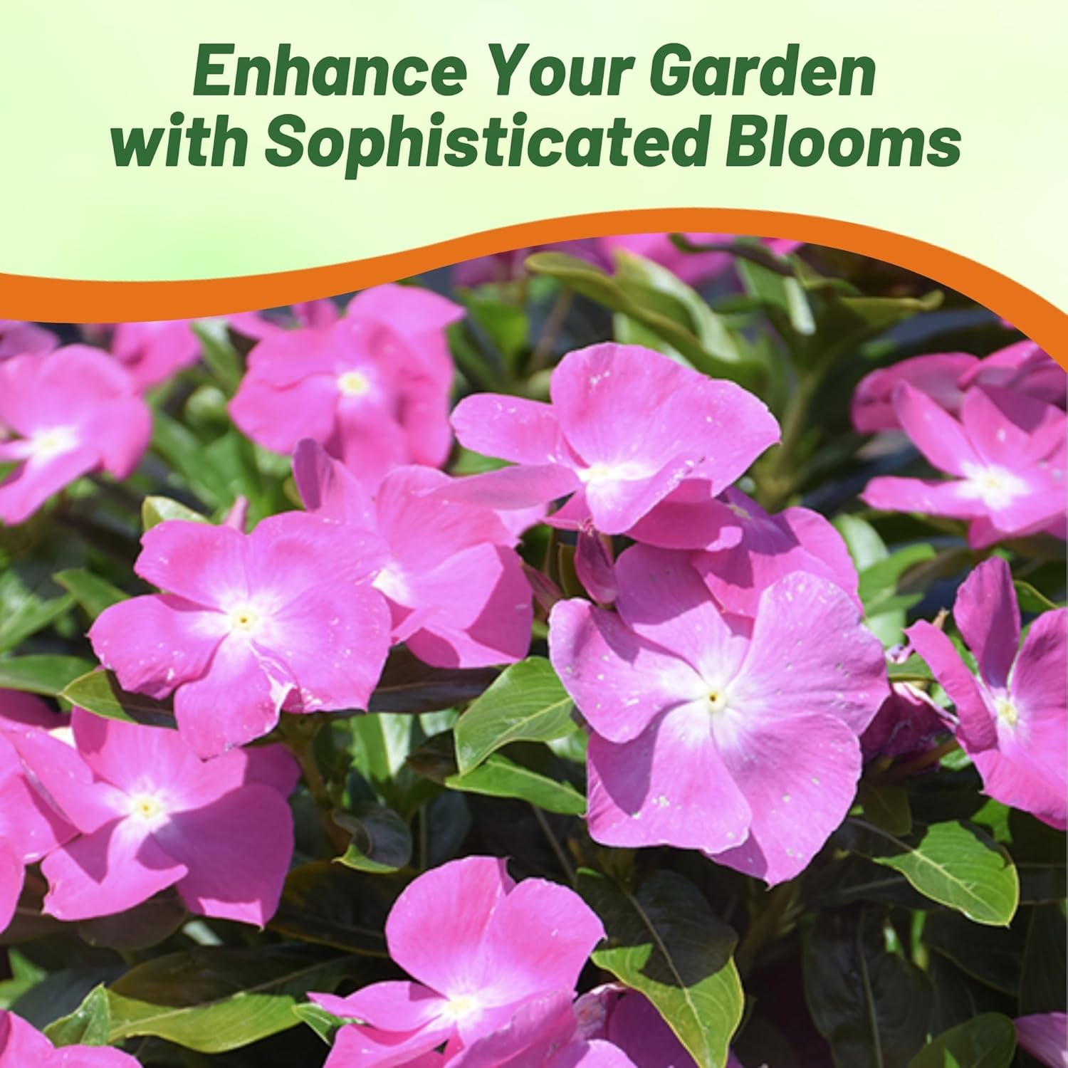 Vinca Orchid Eye Ground Cover Seeds