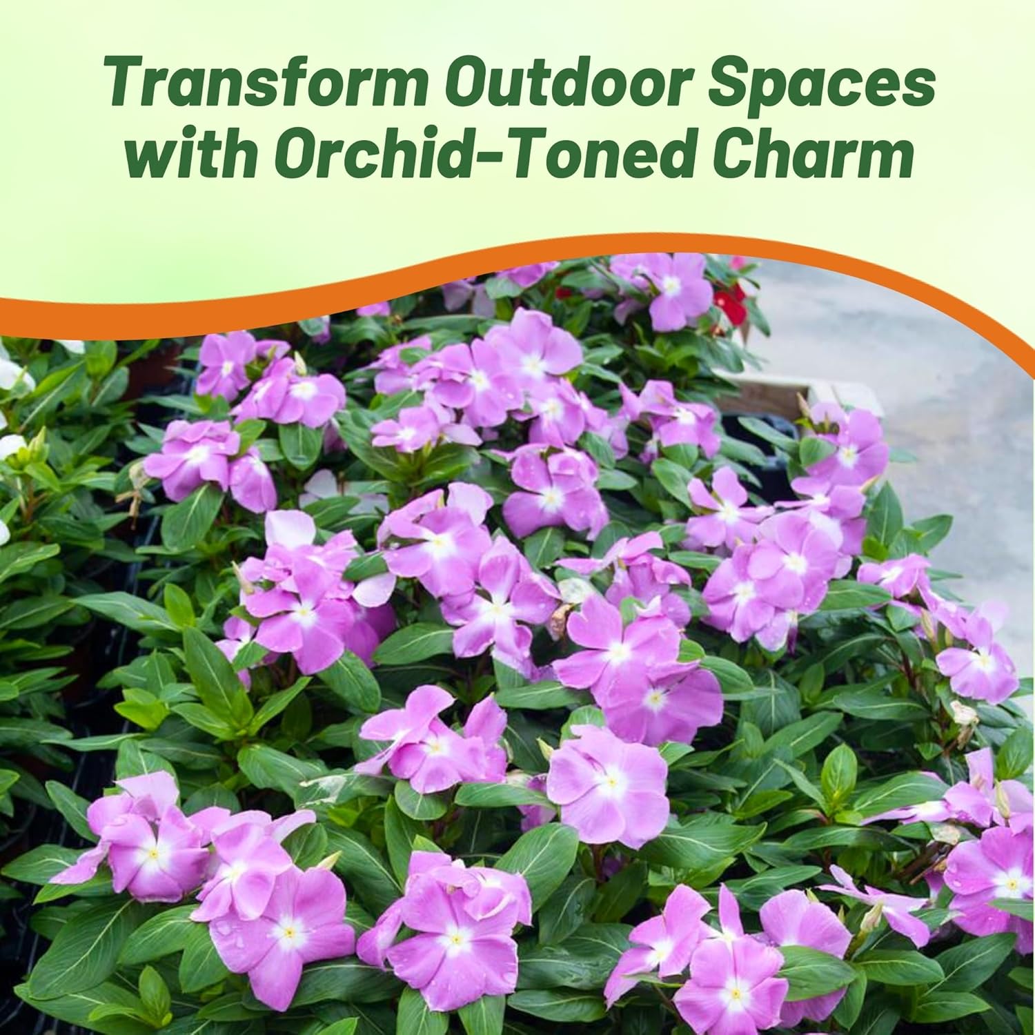 Vinca Orchid Eye Spreading Flowers