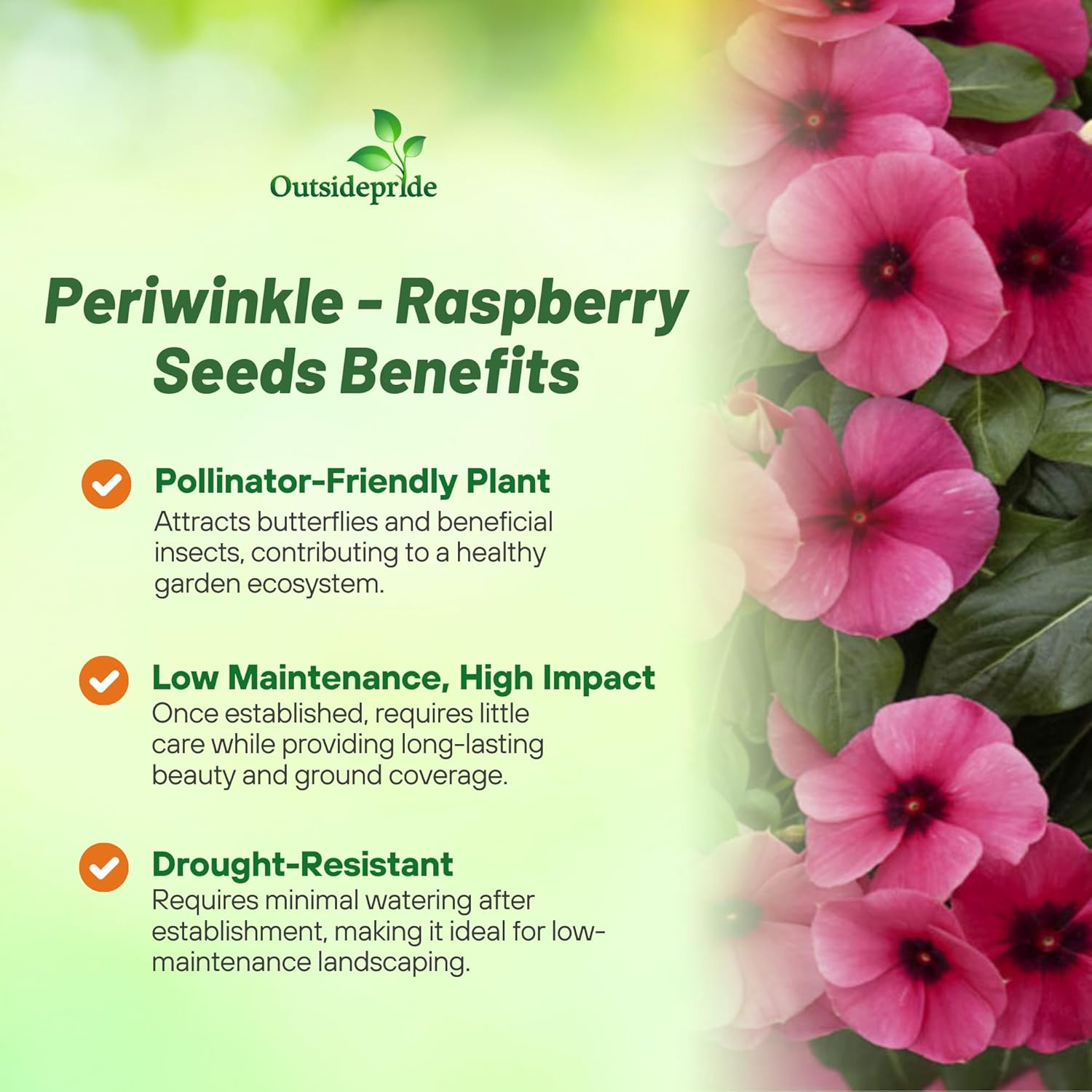 Periwinkle Raspberry Ground Cover