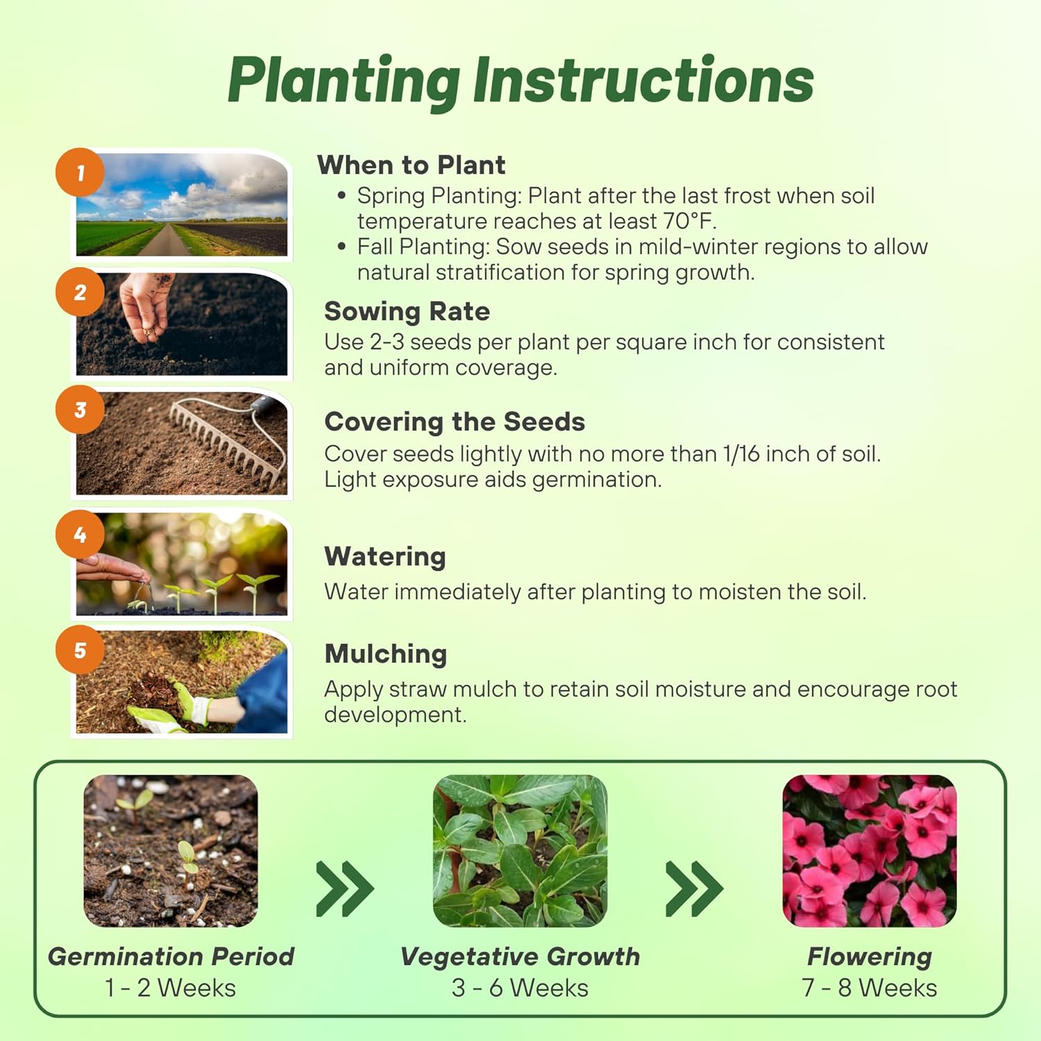 Vinca Raspberry Planting Directions