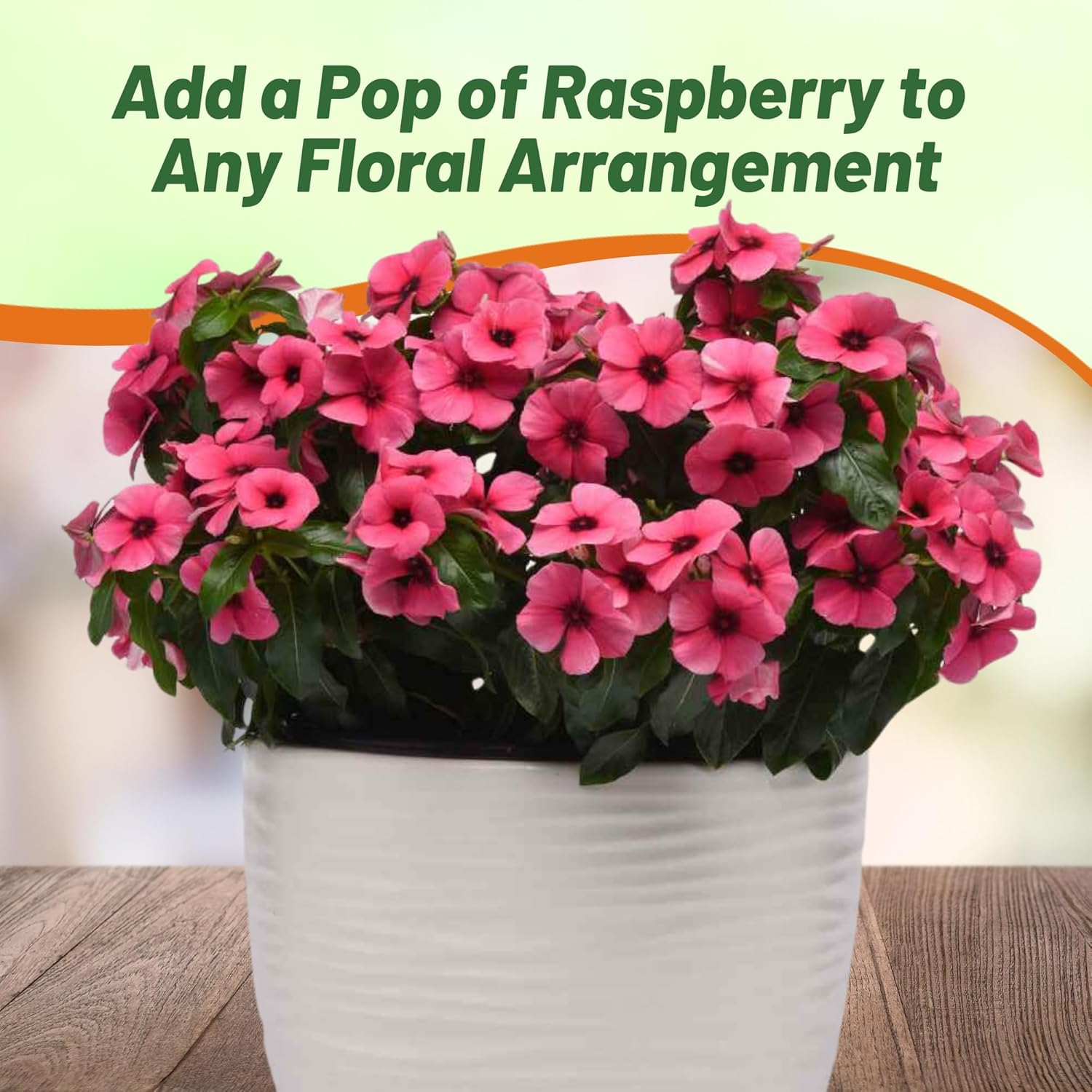 Vinca Raspberry Ground Cover Seeds
