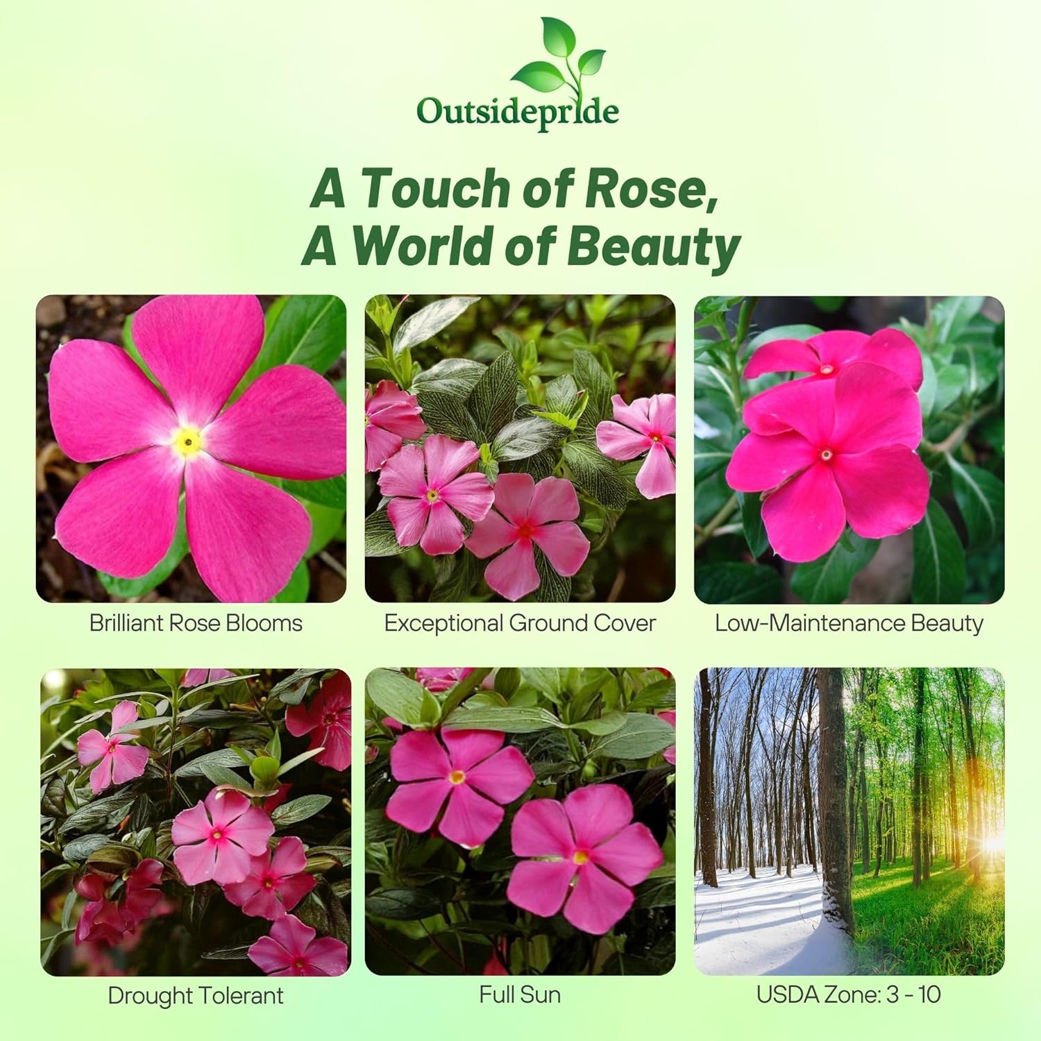 Periwinkle Rose Groundcover Seeds