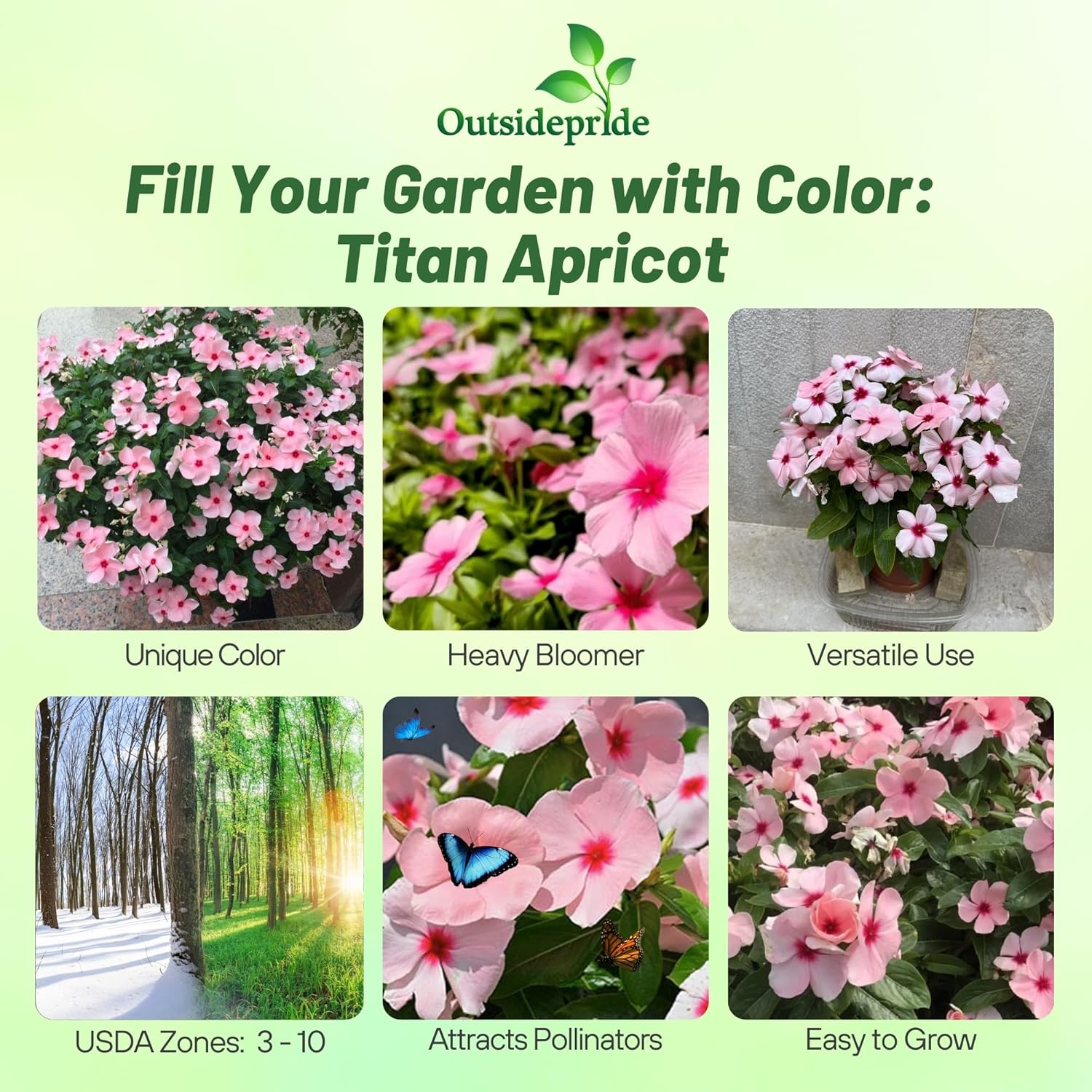 Vinca Titan Apricot Ground Cover