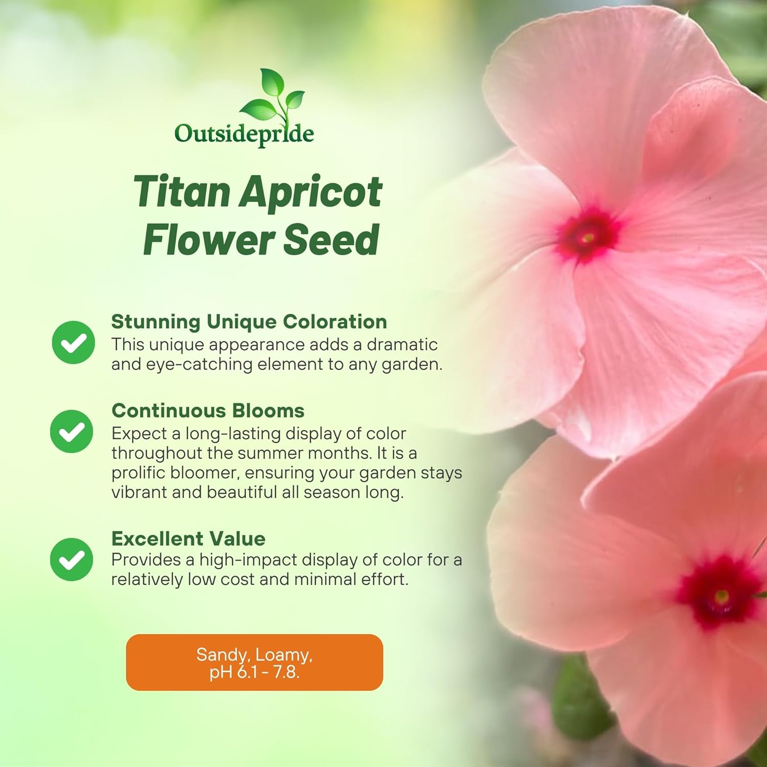 Vinca Titan Apricot Flower Seeds