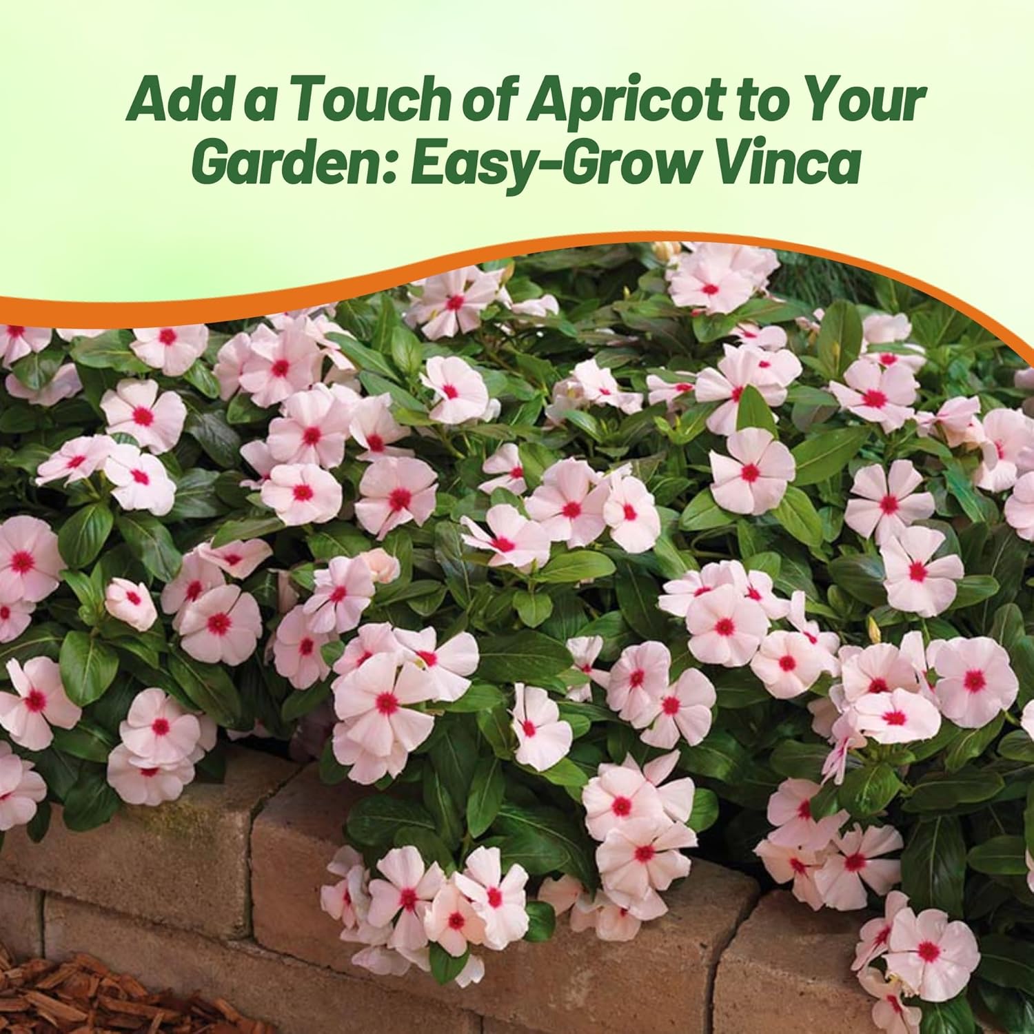 Vinca Titan Apricot Spreading Groundcover