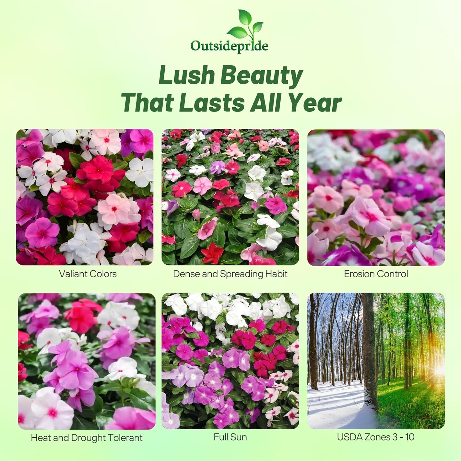 Periwinkle Valiant Flower Seed Mix