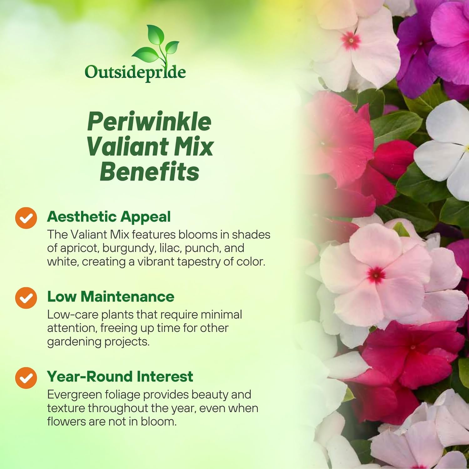 Periwinkle Valiant Seed Mix