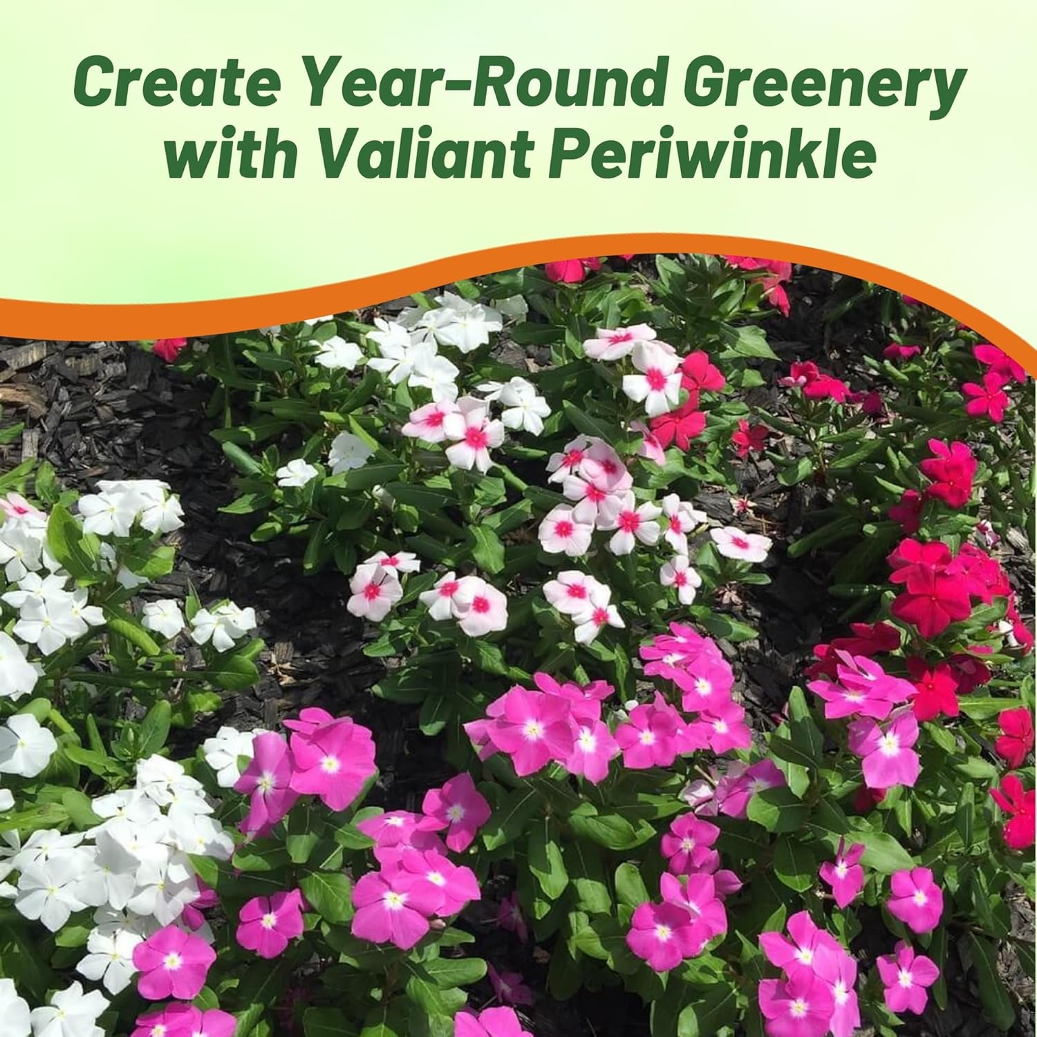 Vinca Valiant Seed Mix