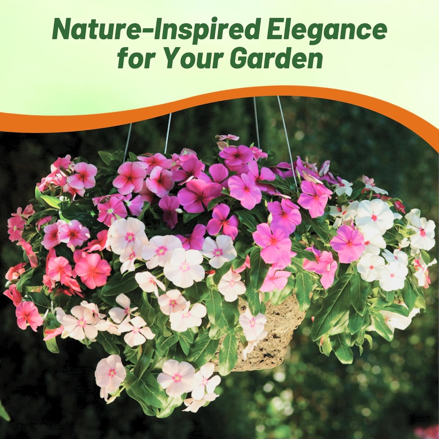 Periwinkle Vinca Valiant Groundcover Mix