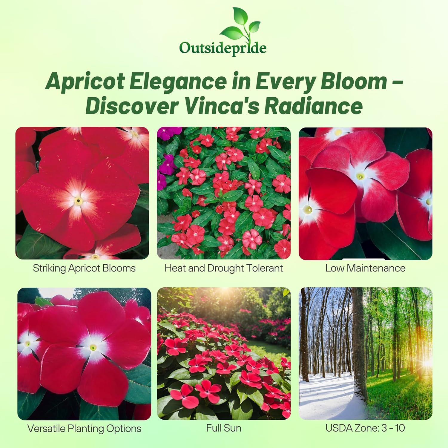 Vinca Victory Apricot Ground Cover