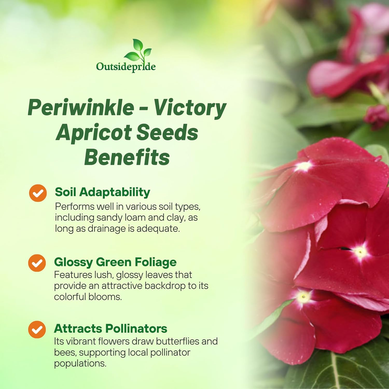 Vinca Victory Apricot