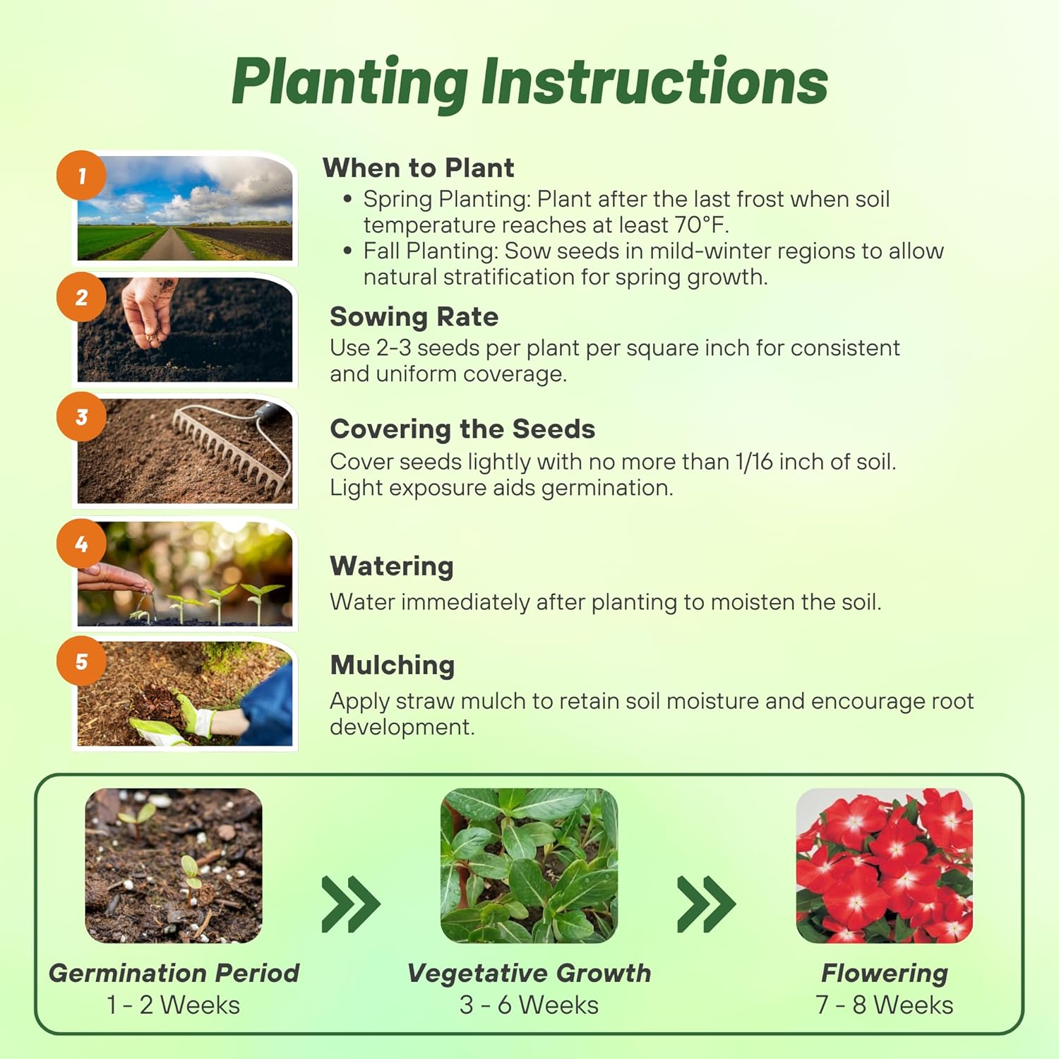 Periwinkle Victory Apricot Planting Directions