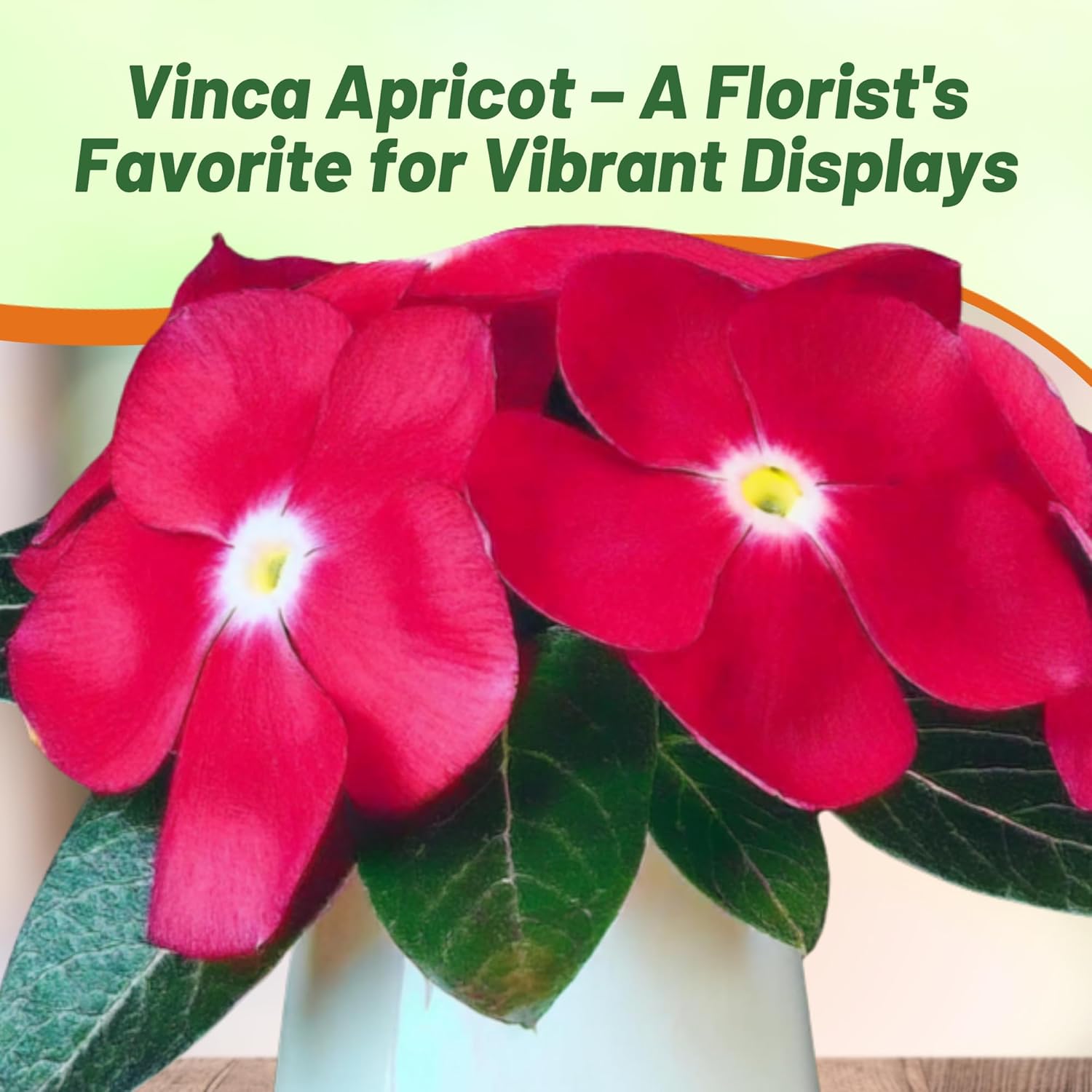 Periwinkle Victory Apricot Seeds