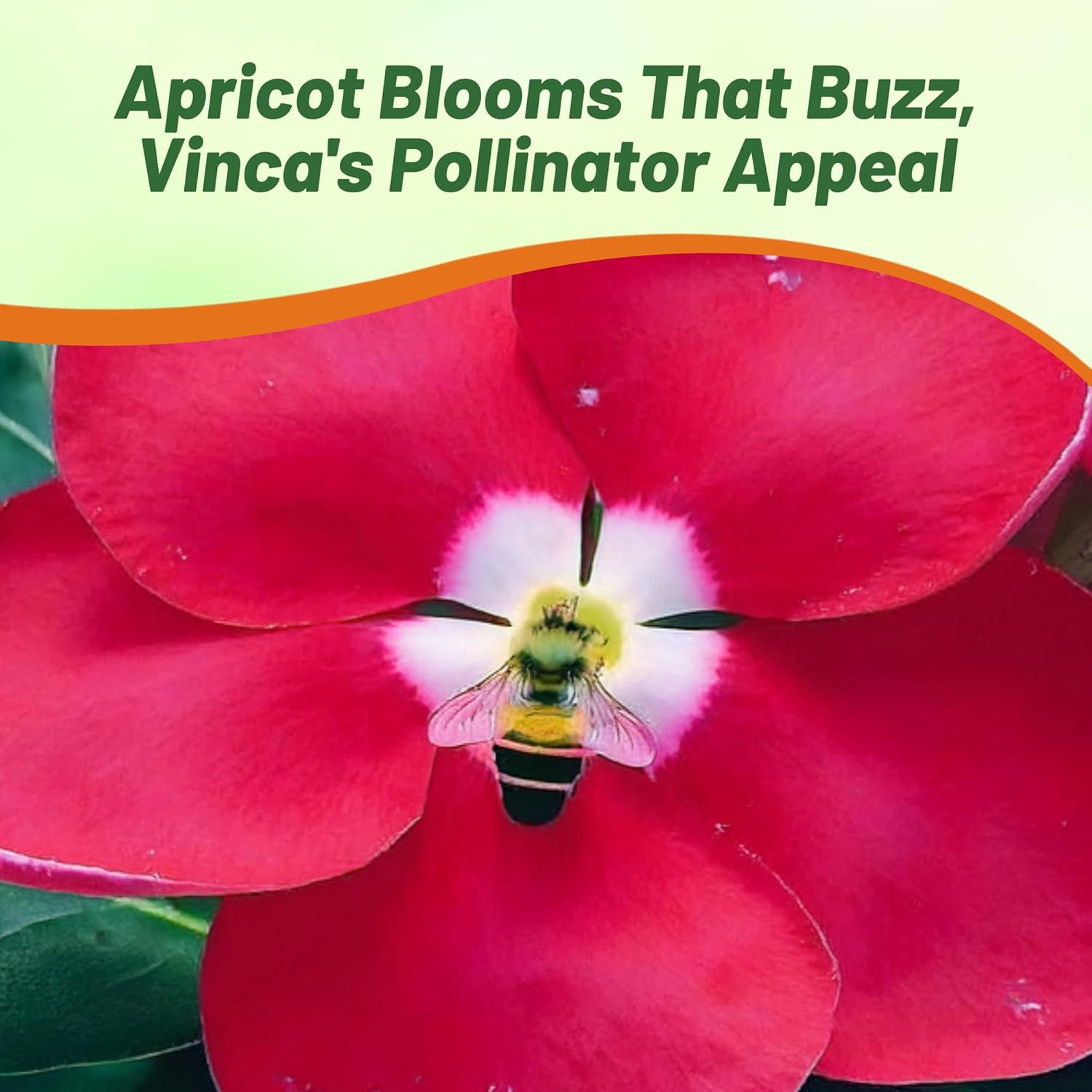 Periwinkle Victory Apricot Ground Cover Seeds