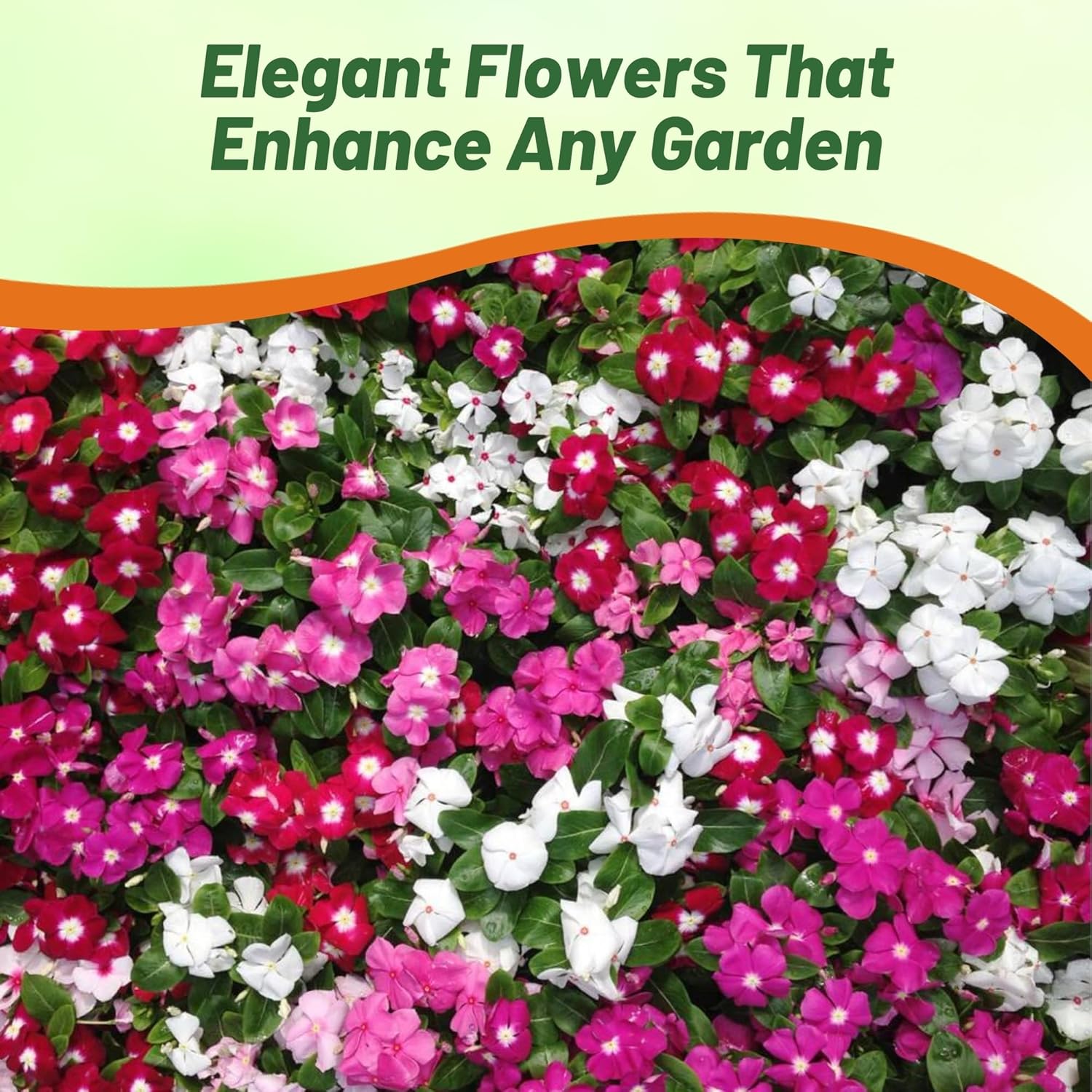 Vinca Victory Groundcover Plant Mix