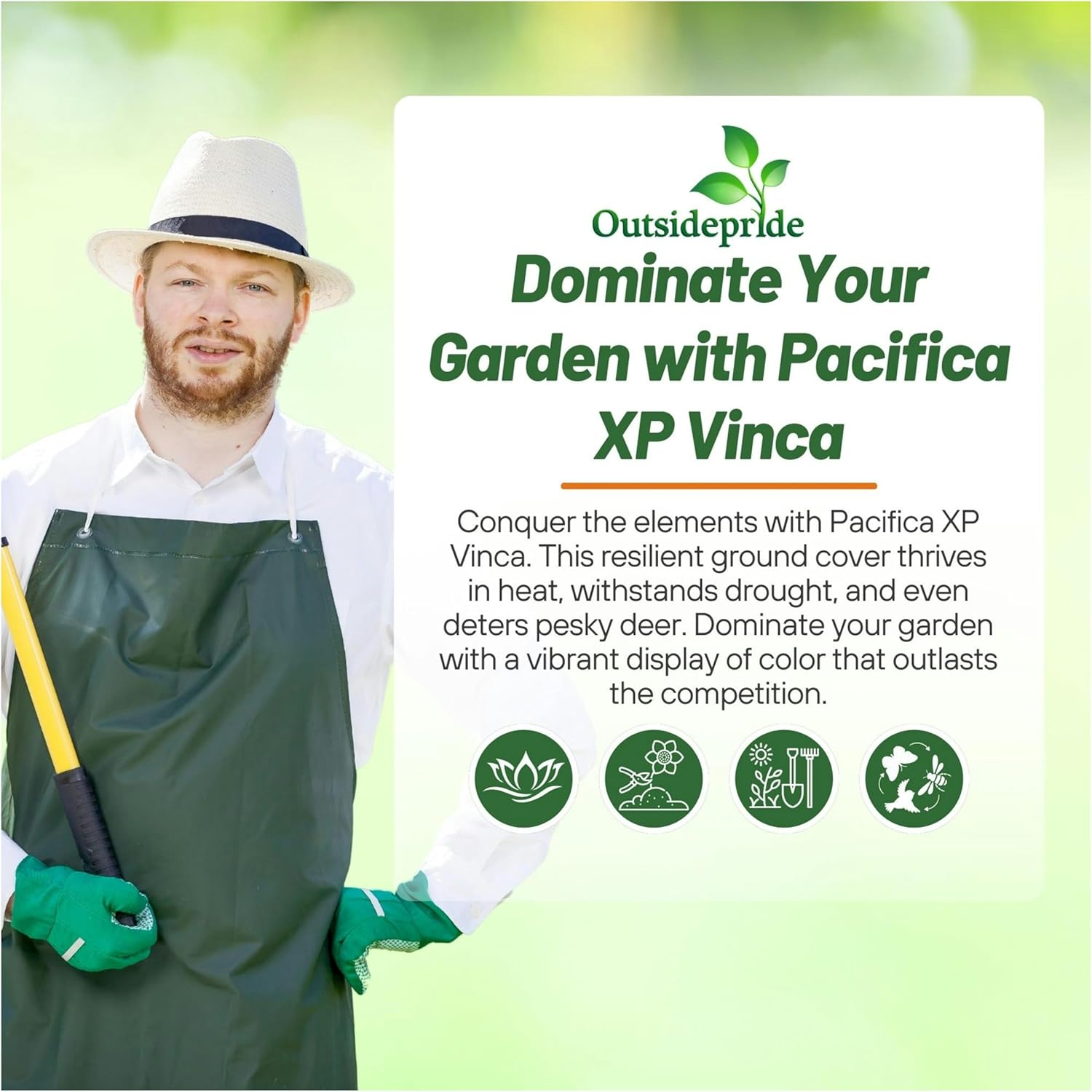 Vinca Pacifica XP Seed Mix