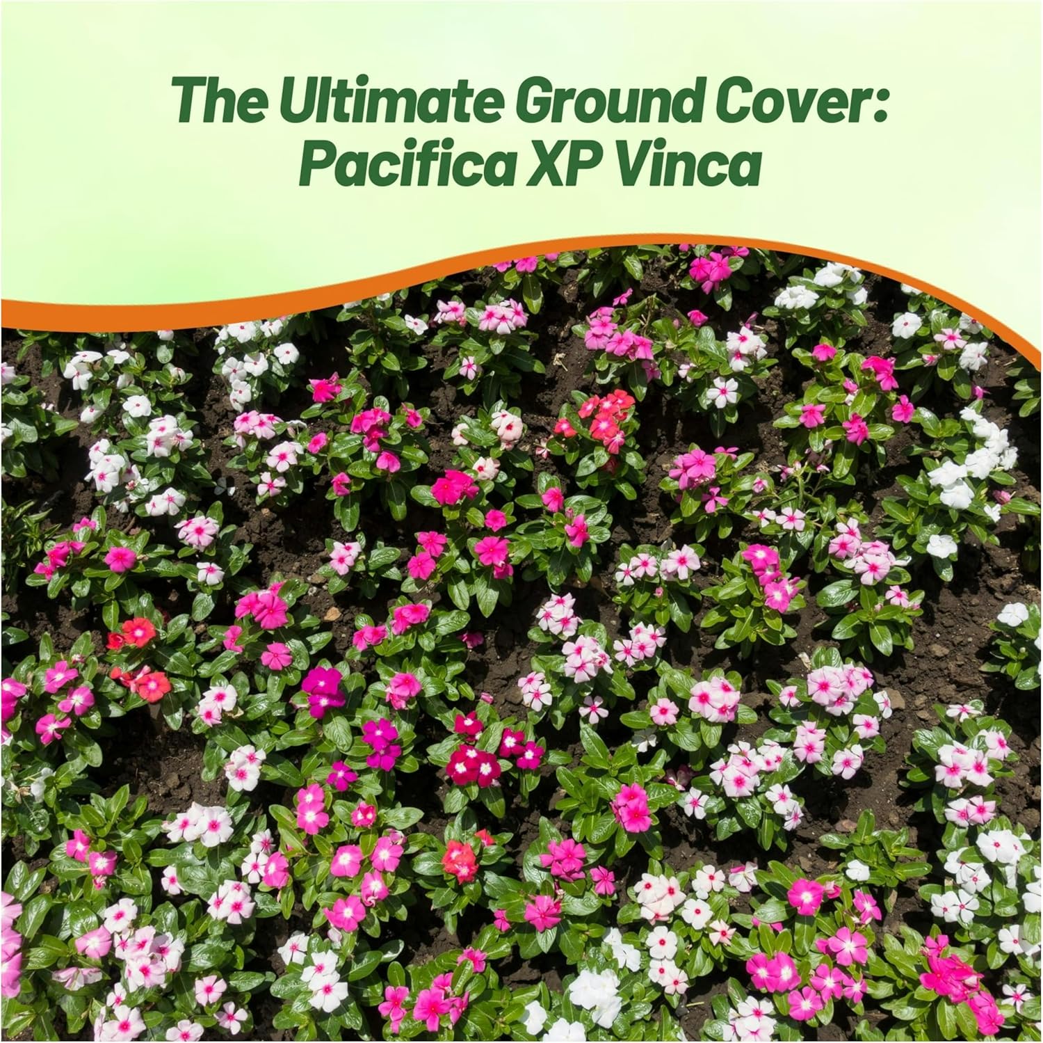 Periwinkle Pacifica XP Groundcover Mix