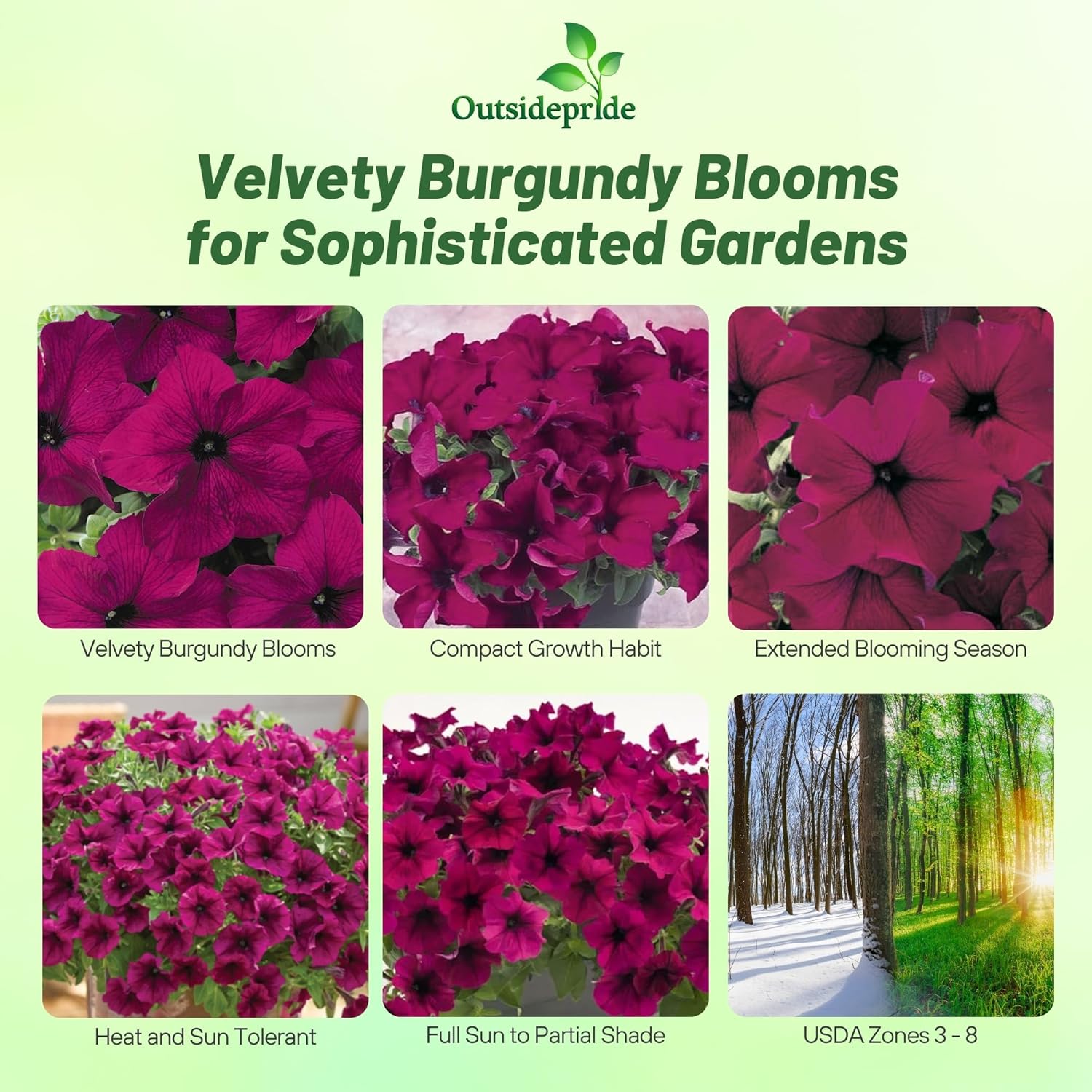 Petunia Burgundy Container Flowers