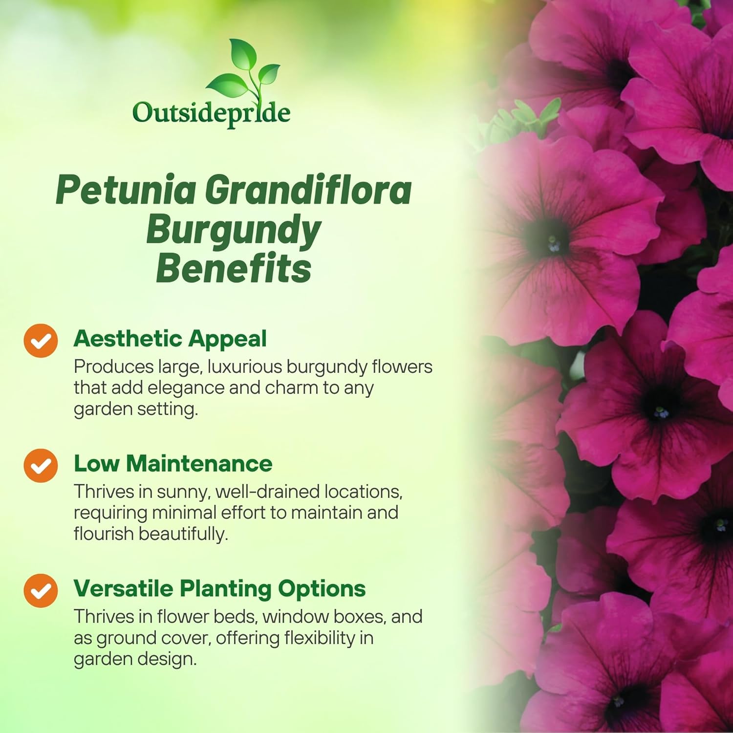 Petunia Grandiflora Burgundy Flowers