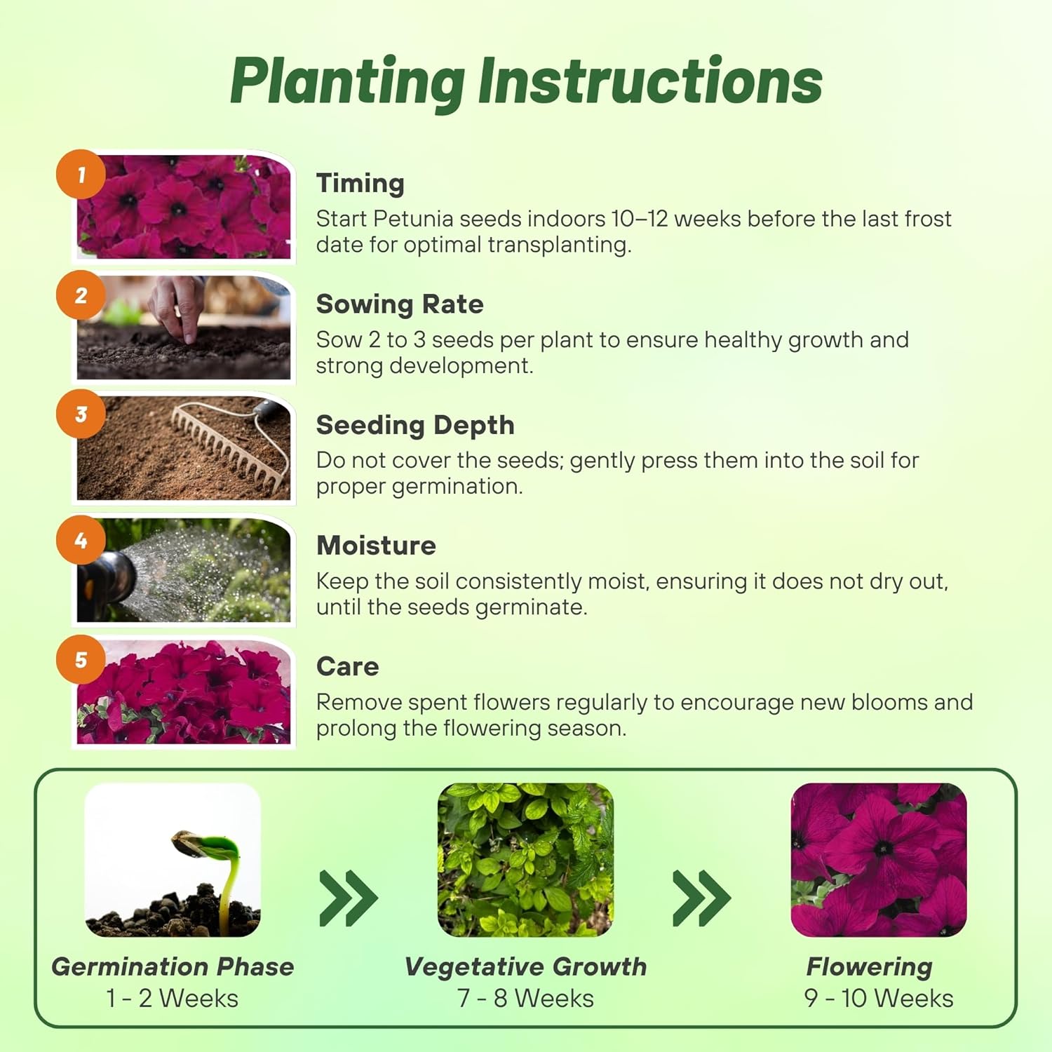 Petunia Burgundy Planting Directions