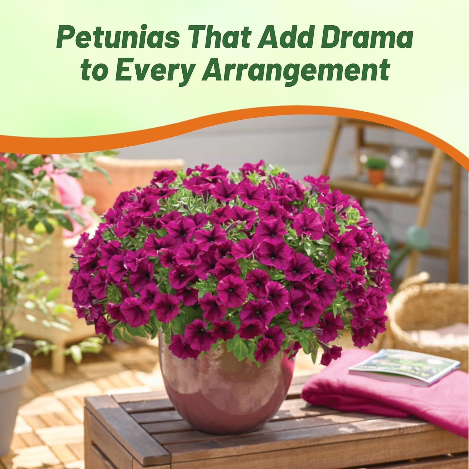 Petunia Burgundy Flower Seeds