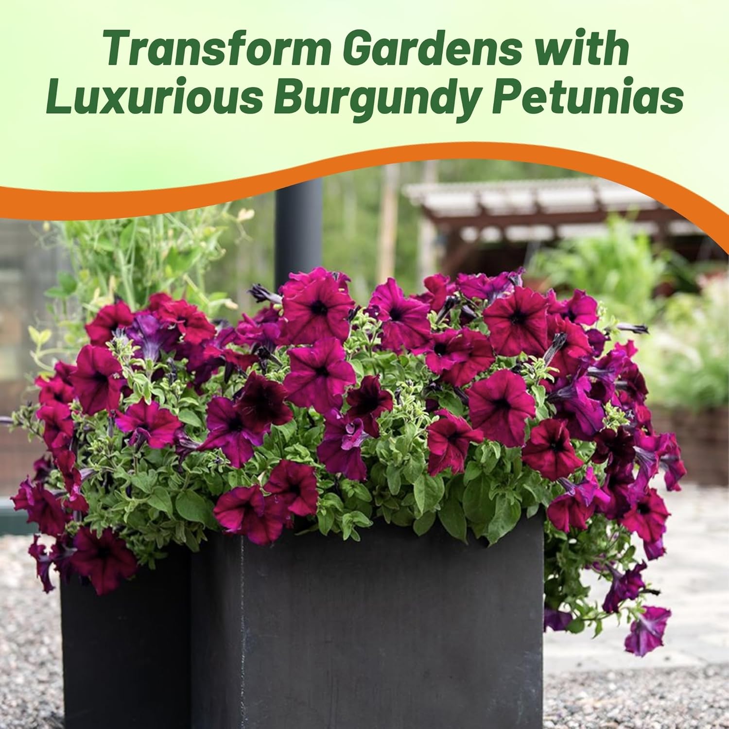 Petunia Burgundy Flower Garden