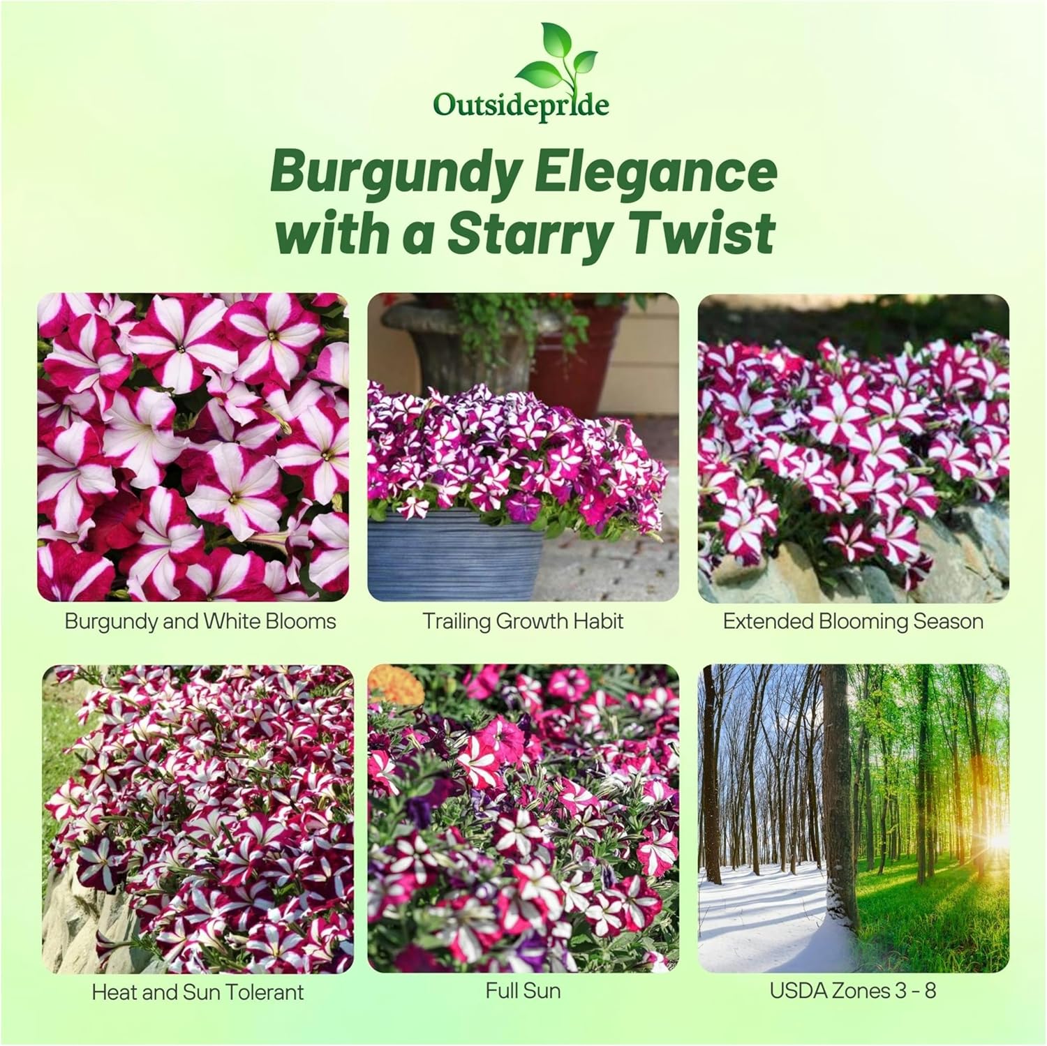 Easy Wave Burgundy Star Petunia Trailing Flowers