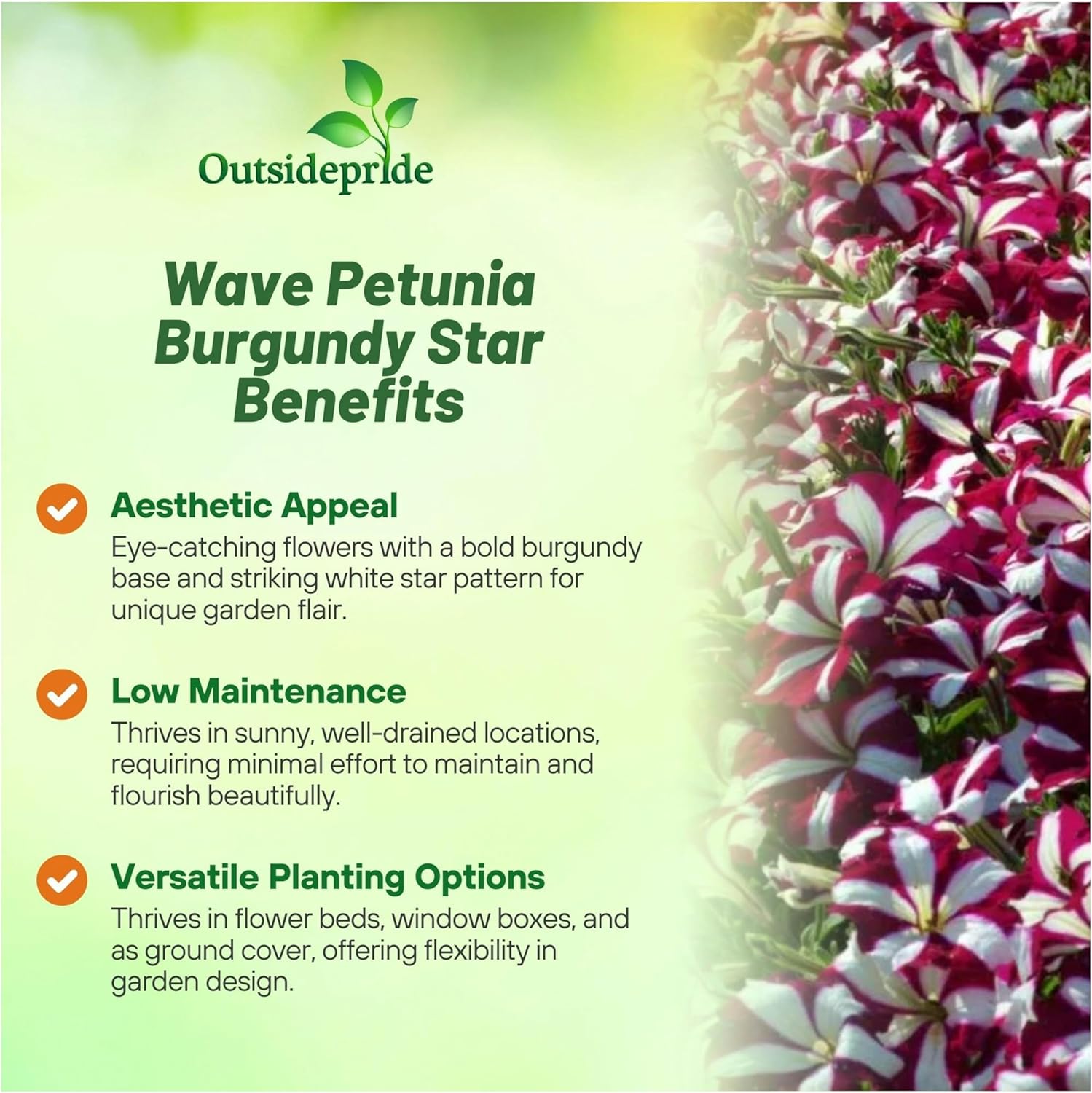 Easy Wave Burgundy Star Petunia Spreading Flowers