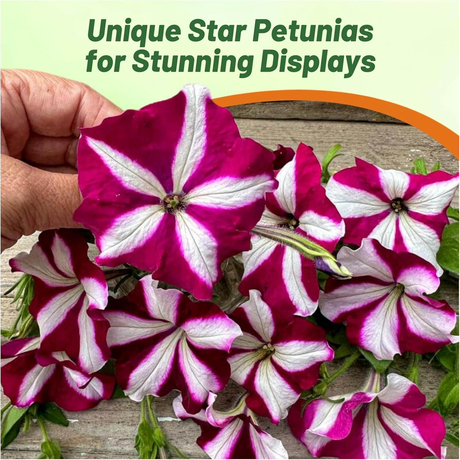 Easy Wave Burgundy Star Petunia Flowers