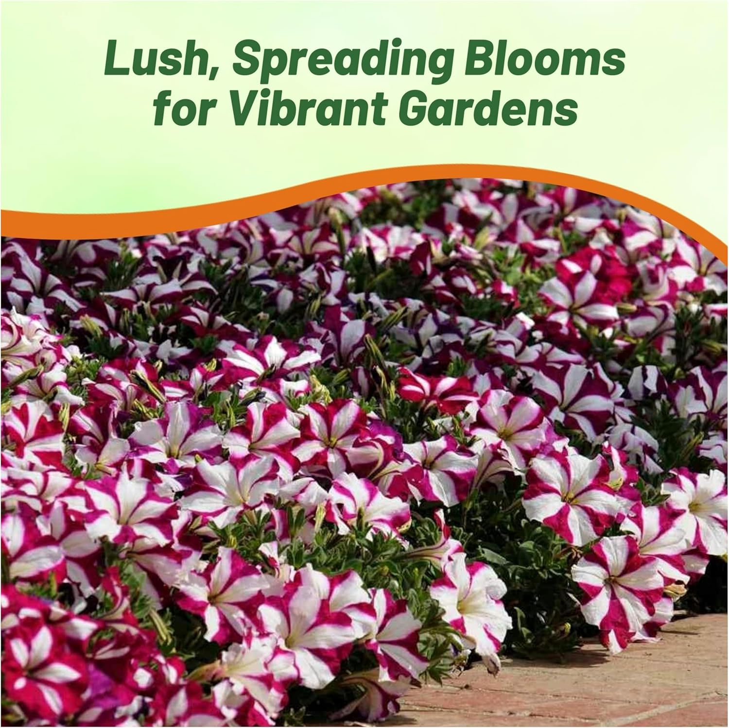 Easy Wave Burgundy Star Petunia Flower Garden
