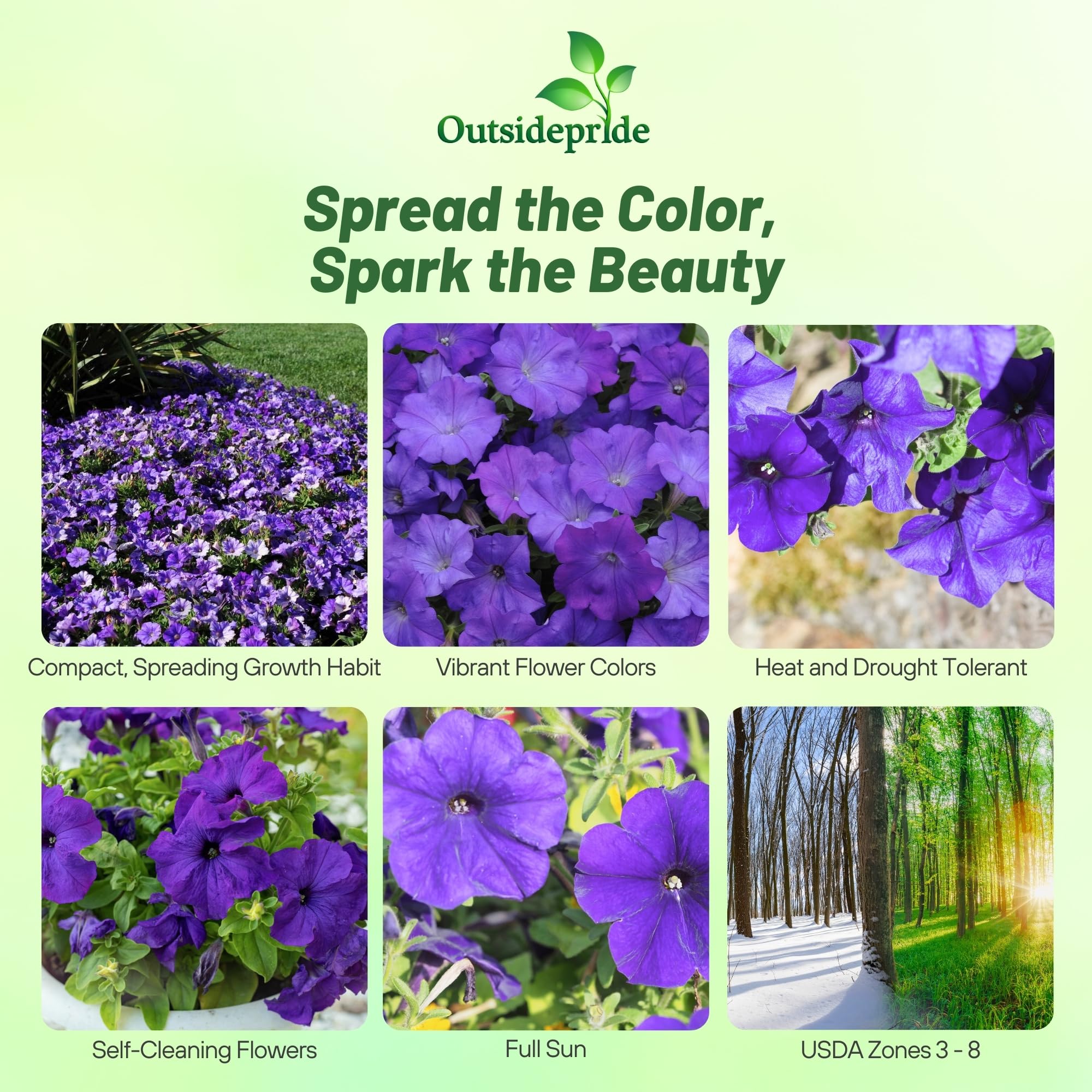 Shock Wave Denim Petunia Garden Flowers