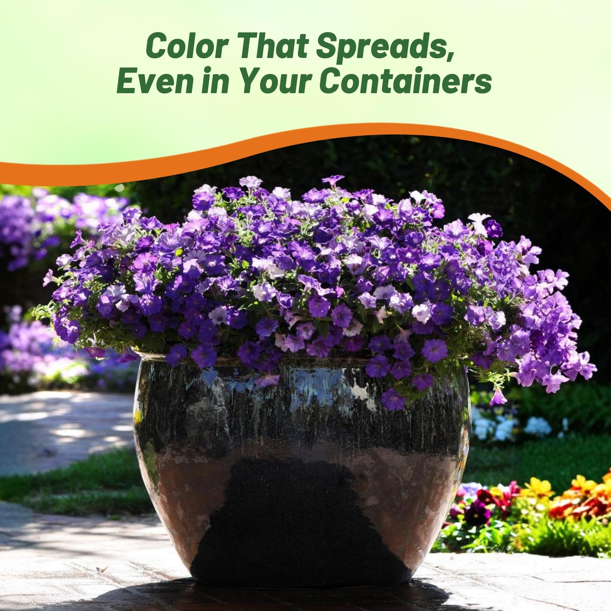 Shock Wave Denim Petunia Container Plant