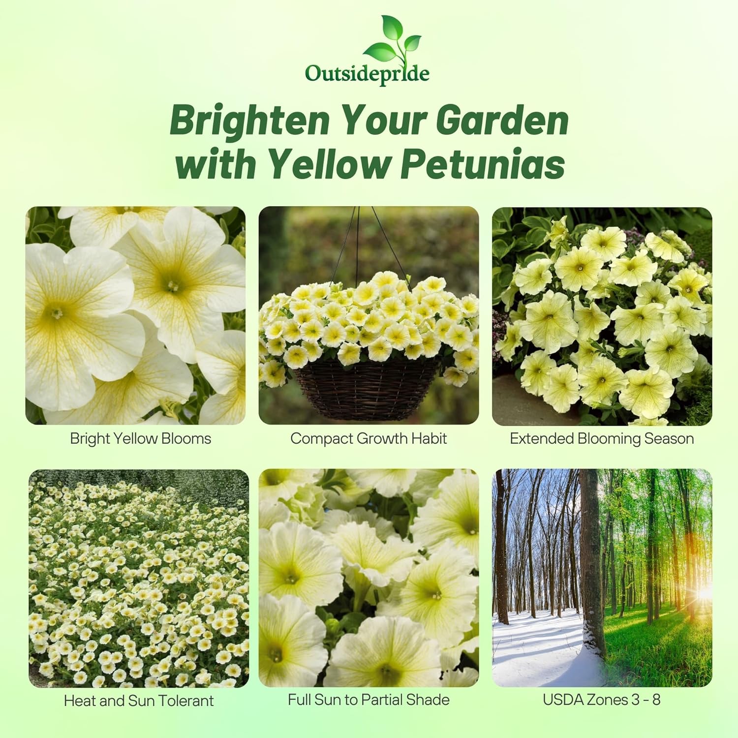 Petunia Grandiflora Yellow Container Flowers