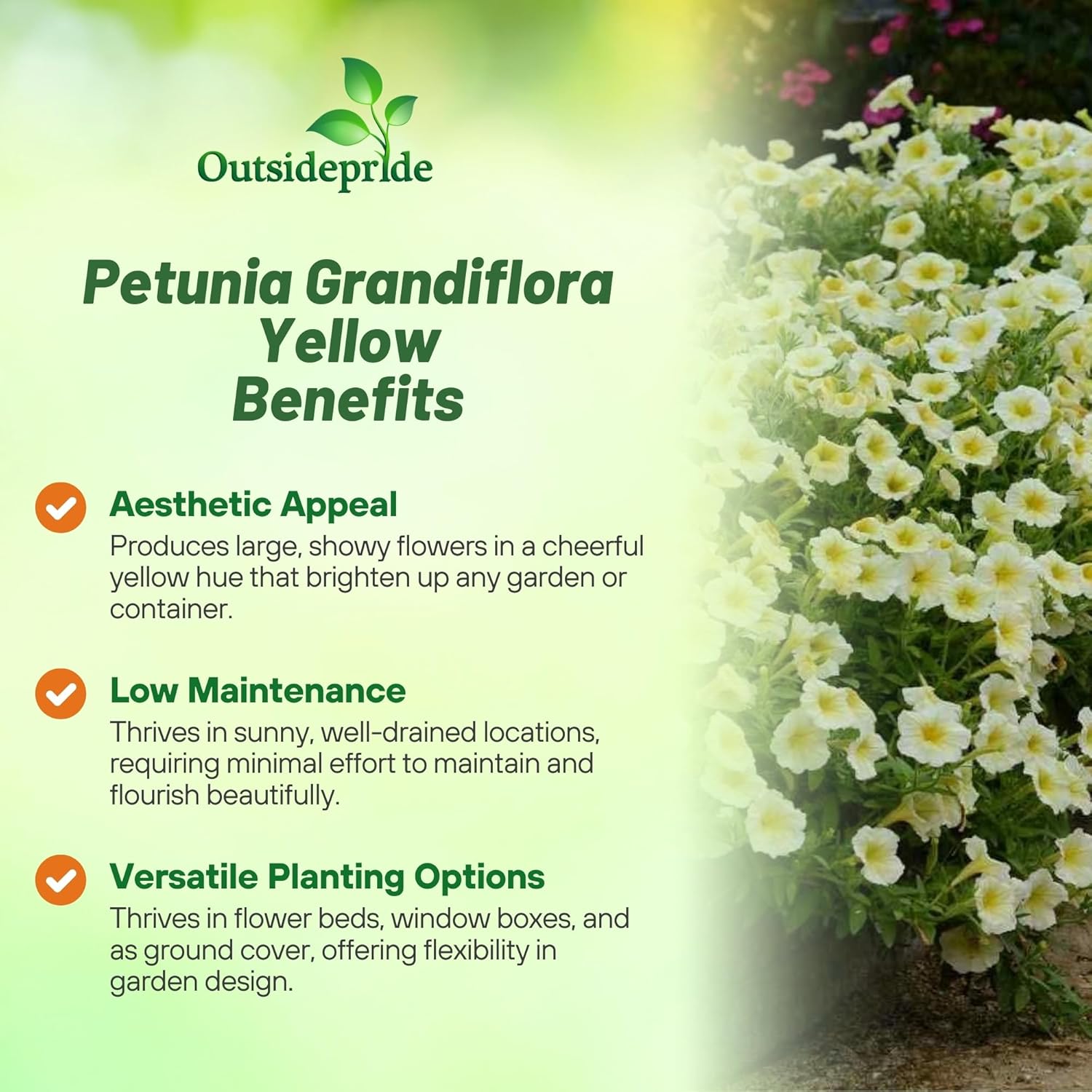 Petunia Grandiflora Yellow Flowers