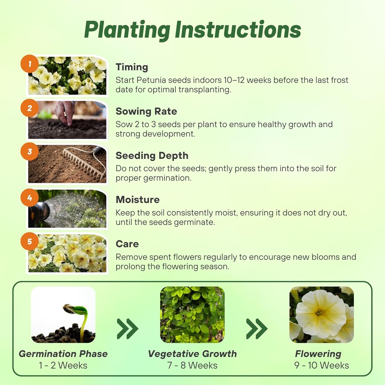 Petunia Grandiflora Yellow Planting Directions