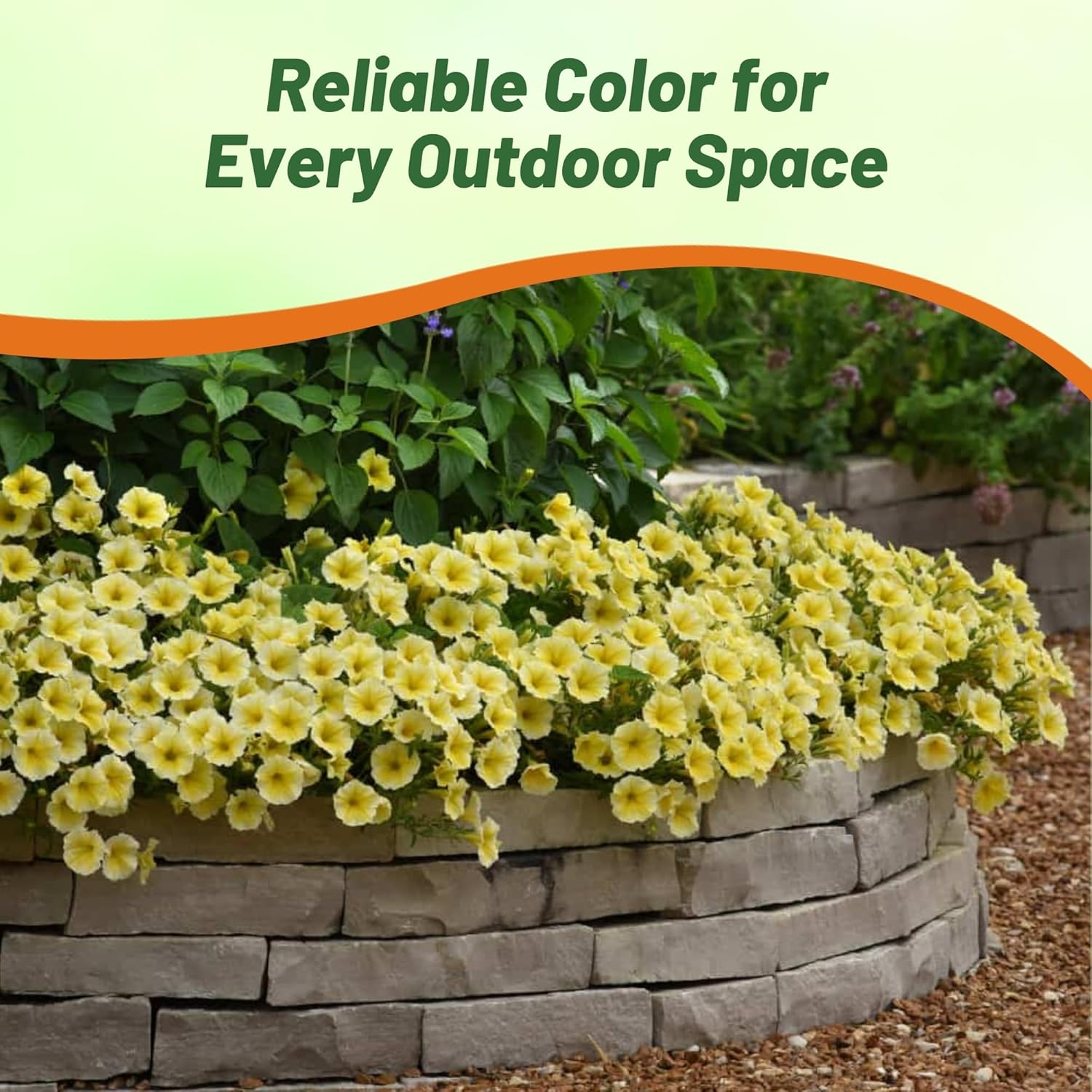 Petunia Grandiflora Yellow Flower Bed