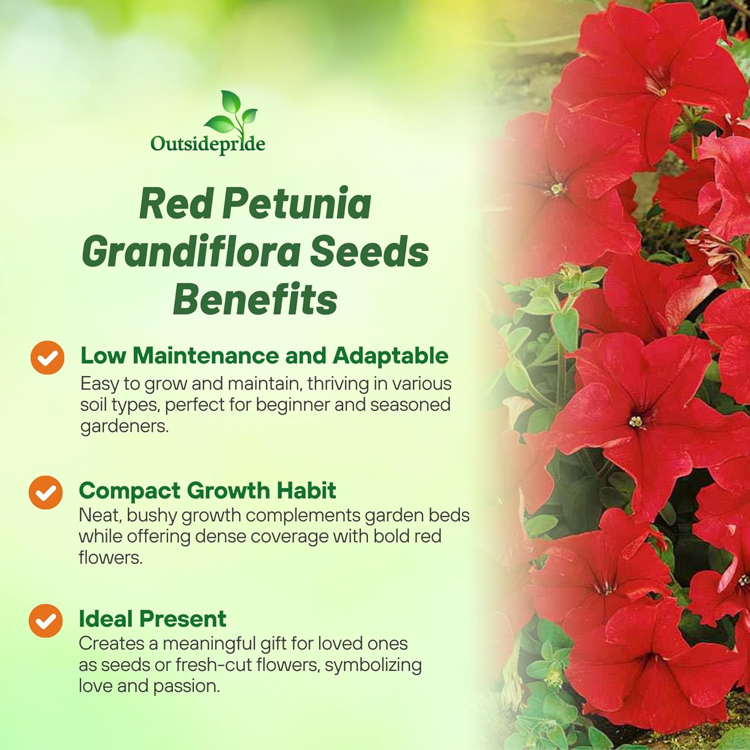Petunia Red Flower Vase