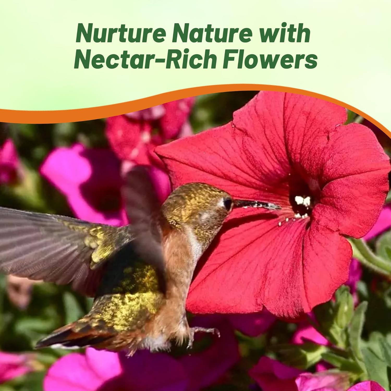 Petunia Red Flower Pollinator