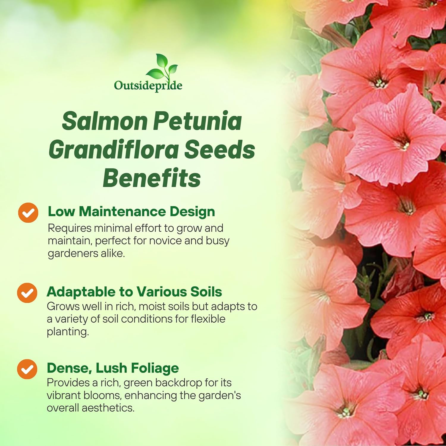 Petunia Salmon Flowers