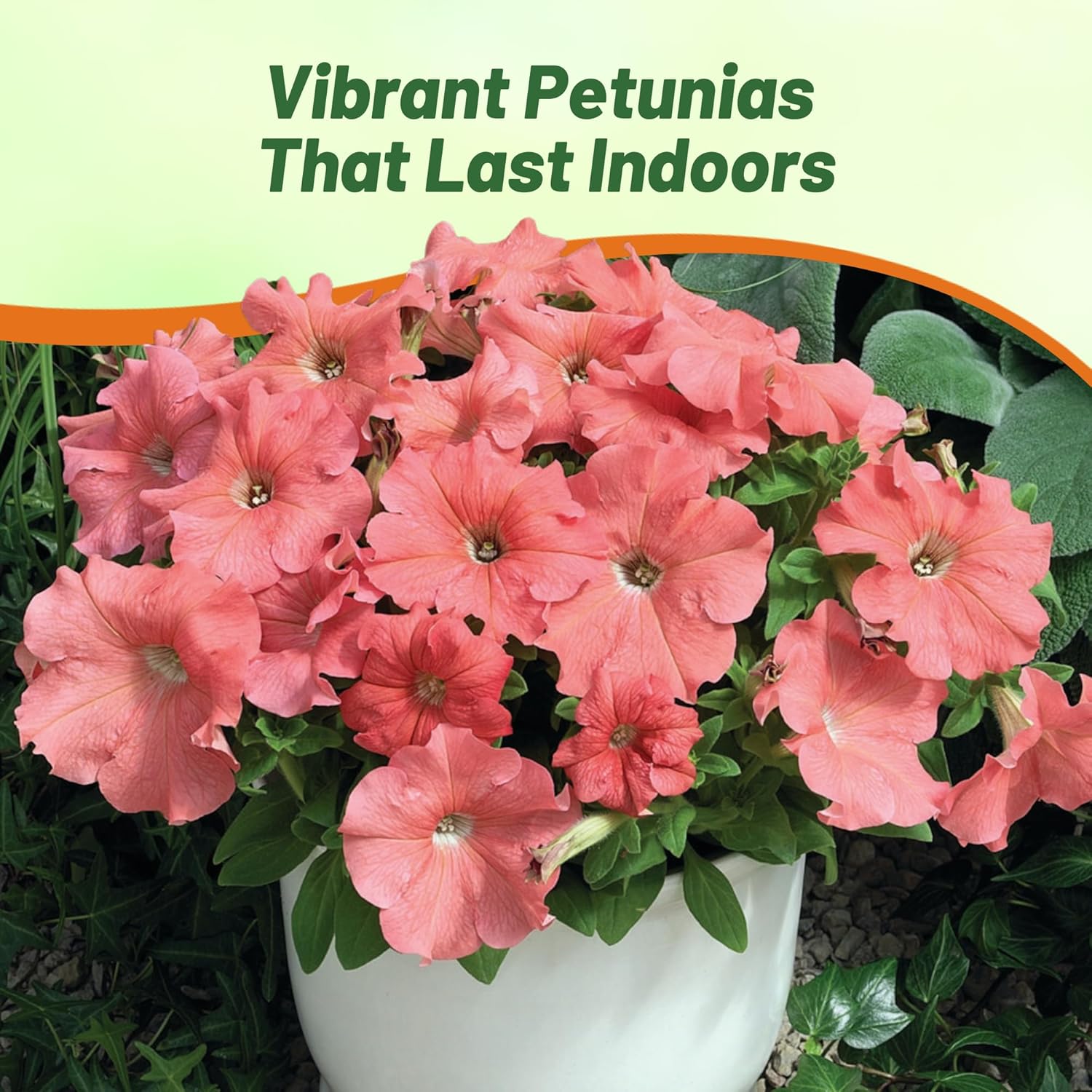 Petunia Grandiflora Salmon