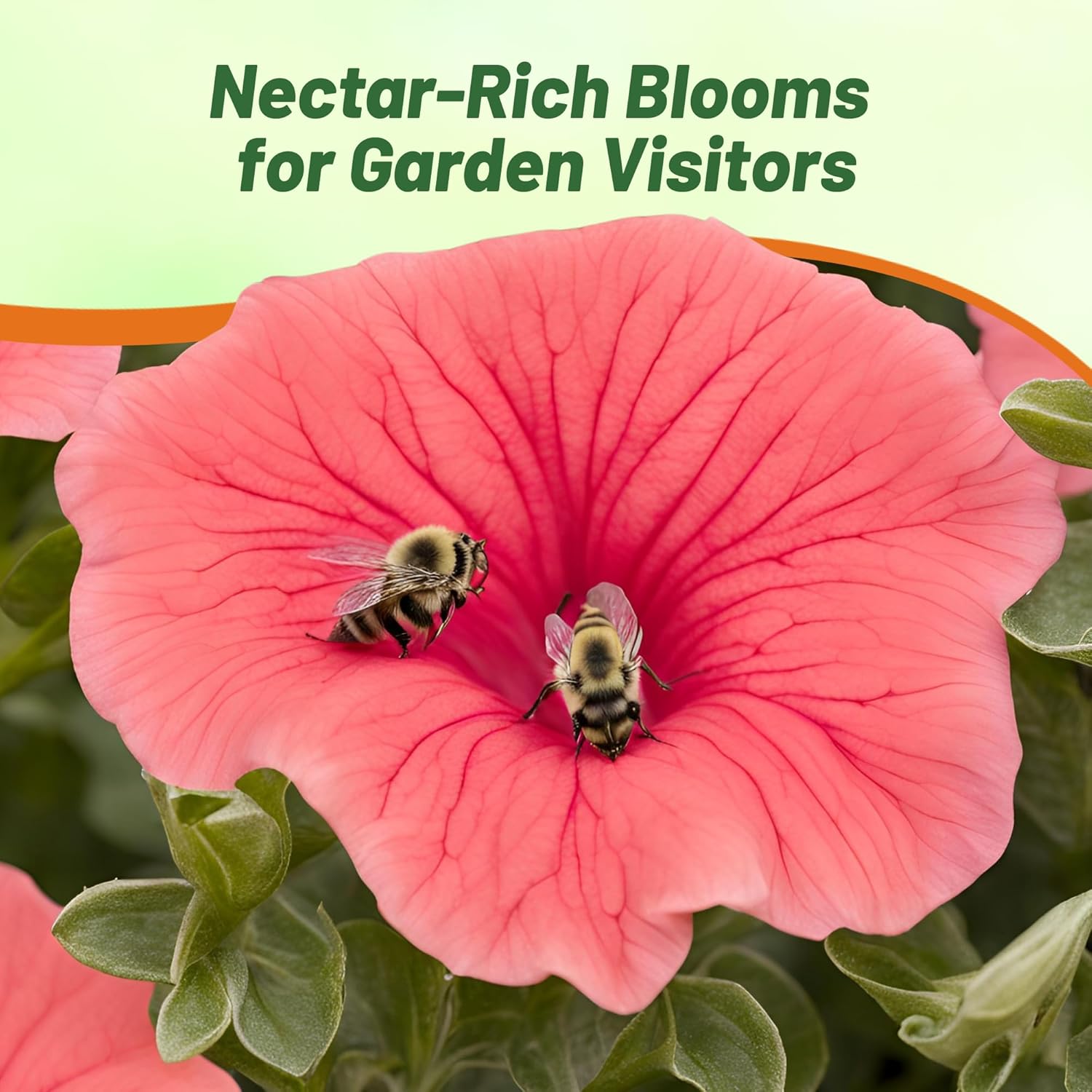 Petunia Salmon Flower Garden
