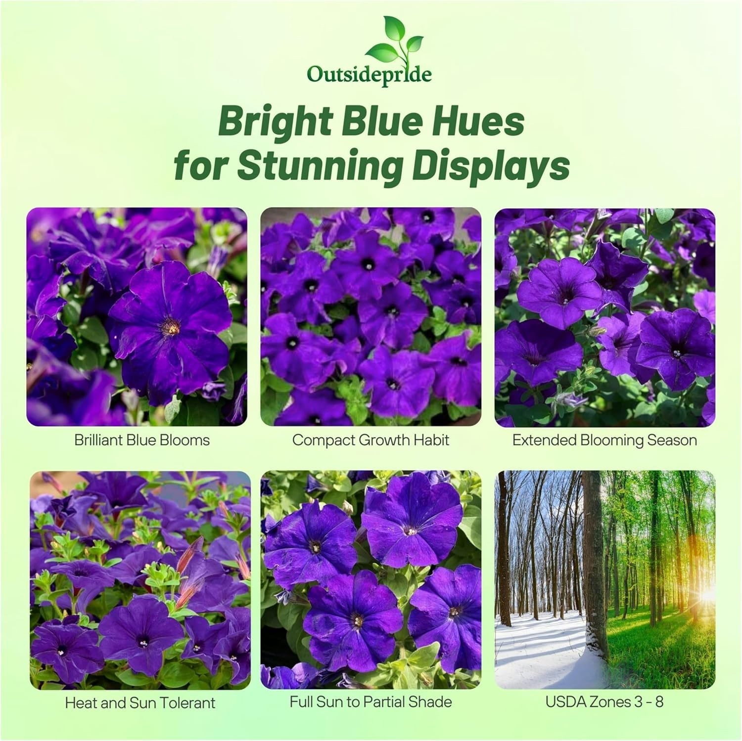 Petunia Multiflora Blue Flower Garden