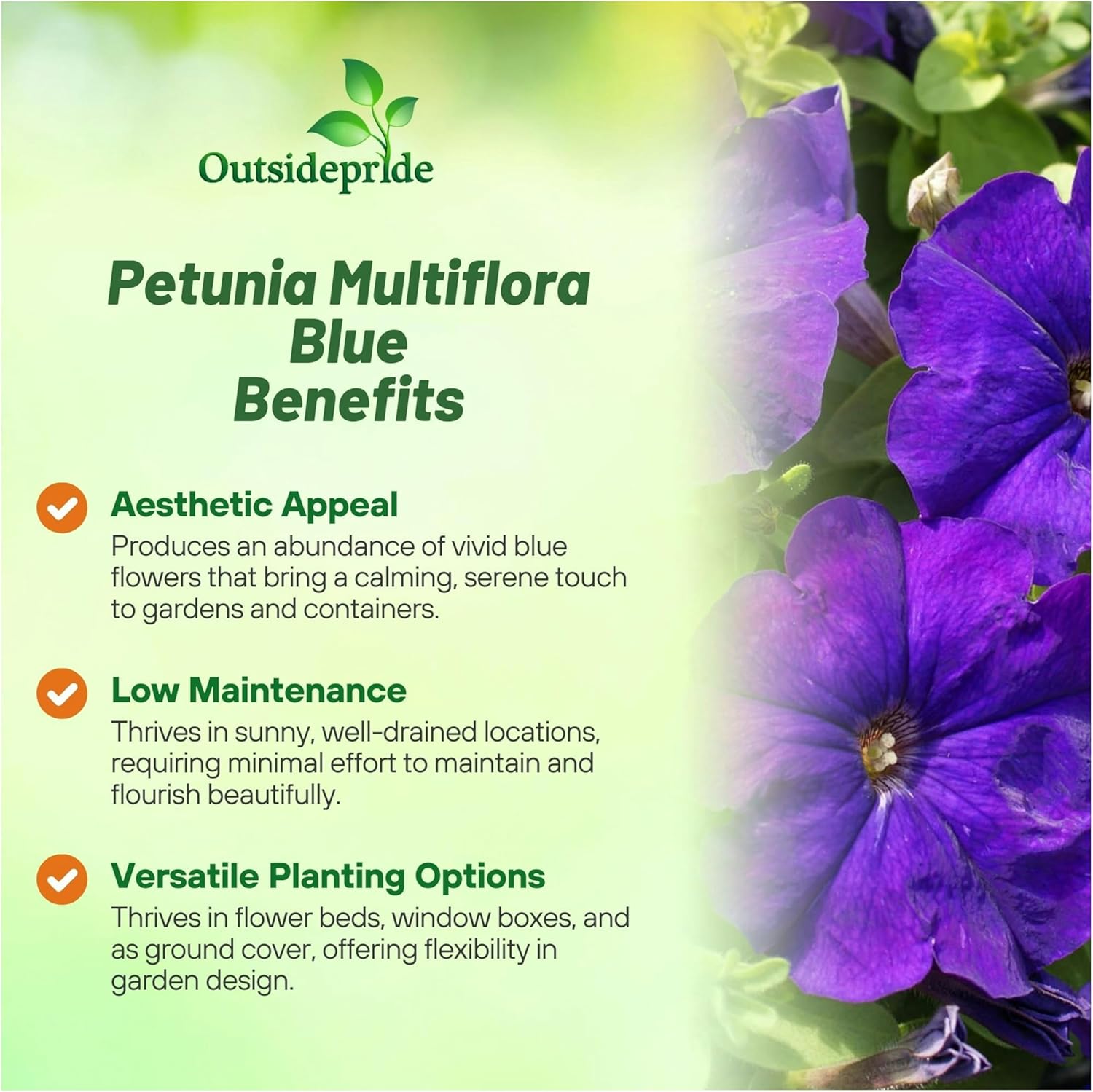 Petunia Multiflora Blue Container Flowers