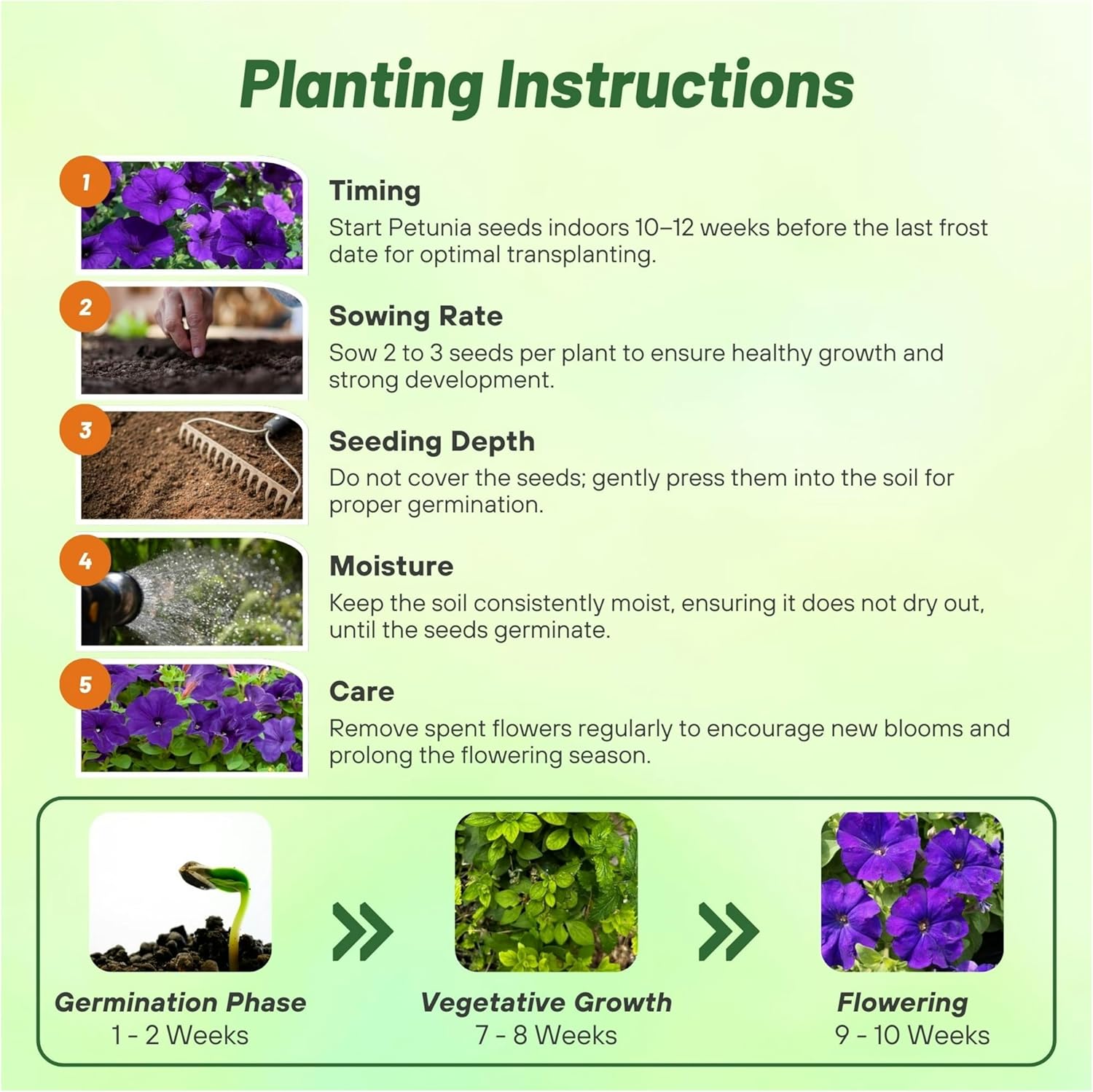 Petunia Multiflora Blue Planting Directions