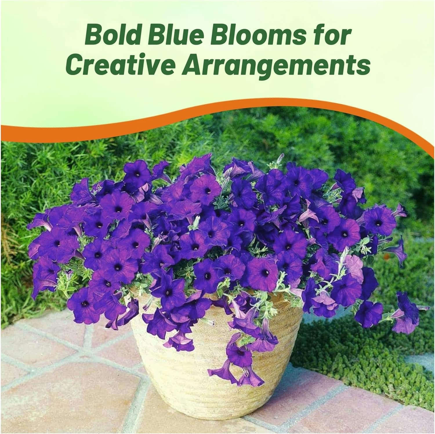 Petunia Multiflora Blue Flower Seeds
