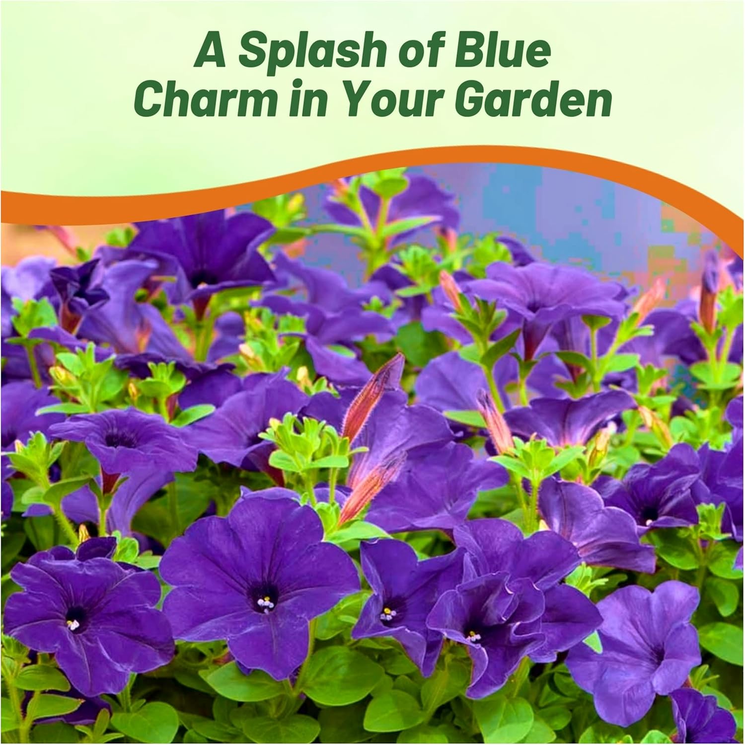 Petunia Multiflora Blue Flower Bed