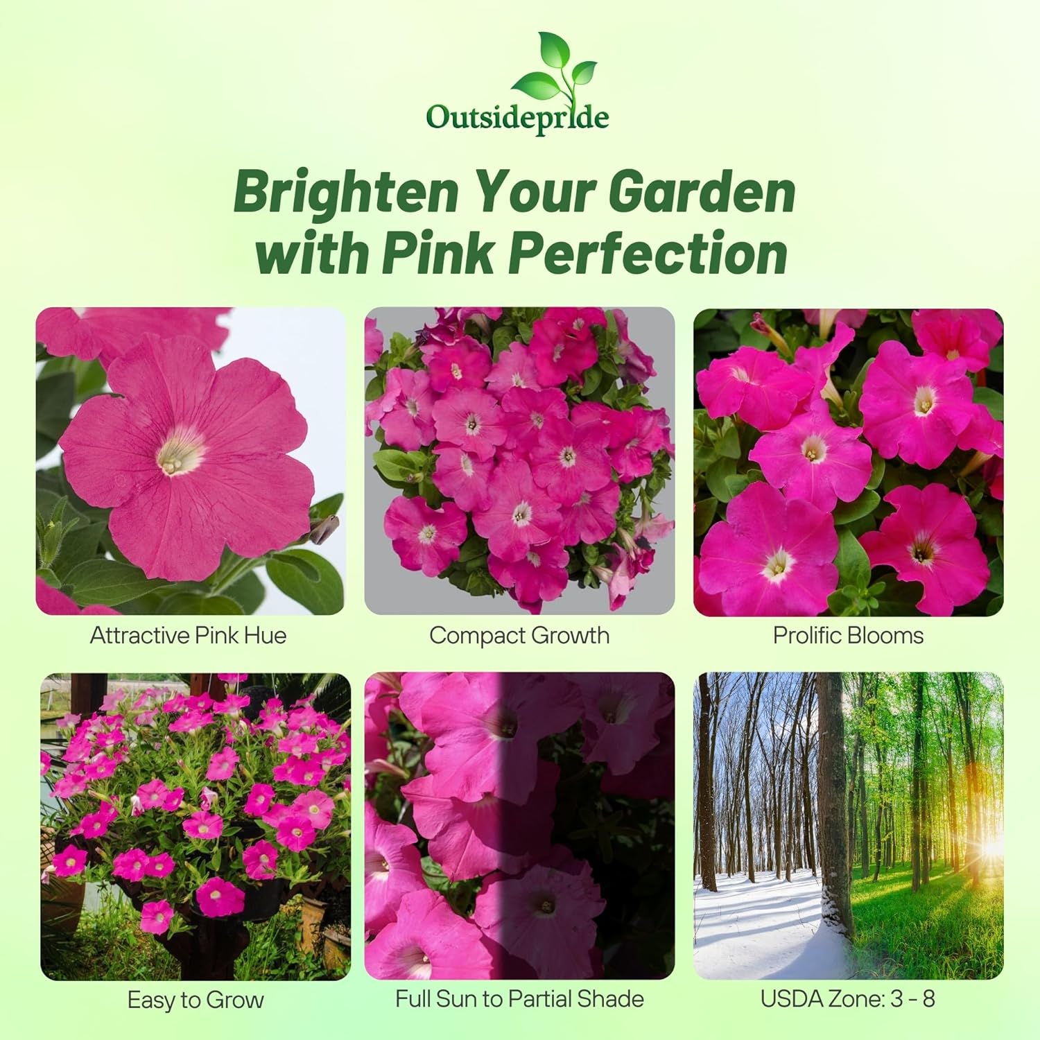 Petunia Multiflora Pink Container Flowers